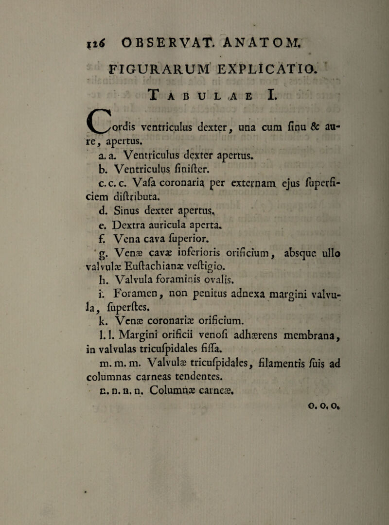 0 FIGURARUM EXPLICATIO. * « I ^ J ,. Tabulae I. (fordis ventriculus dexter, una cum finu & au¬ re, apertus. a. a. Ventriculus dexter apertus, b. Ventriculus finifter. c. c. c. Vafa coronaria per externam ejus fuperfi- ciem diftributa. d. Sinus dexter apertus, e. Dextra auricula aperta, f. Vena cava fuperior. g. Venae cav^e inferioris orificium, absque ullo valvulae Euftachianae veftigio. h. Valvula foraminis ovalis. i; Foramen, non penitus adnexa margini valvu¬ la, fuperftes, k. Venae coronariae orificium. l. 1. Margini orificii venofi adhaerens membrana, in valvulas tricufpidales fiffa. m. m. m. Valvulae tricufpidales, filamentis /uis ad columnas carneas tendentes. n. n. n. n. Columnae carneae, o. o. o*