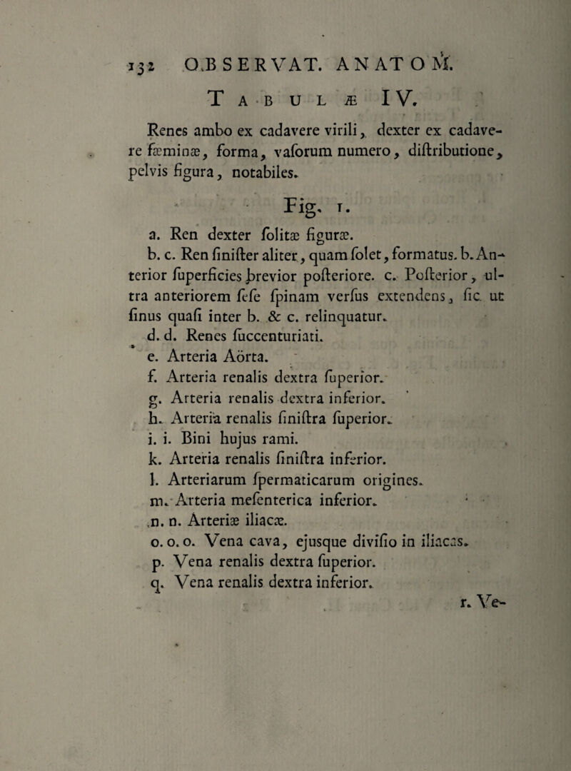 Tabula IV. Renes ambo ex cadavere virili, dexter ex cadave¬ re fteminas, forma, vaforum numero, diftributione, pelvis figura, notabiles. Fig. r. a. Ren dexter folitae figurae. b. c. Ren finifteraliter, quamfolet,formatus.b.An-> terior fuperficies brevior pofteriore. c. Pofterior, ul¬ tra anteriorem fefe fpinam verfus extendens, fic ut finus quafi inter b. & c. relinquatur. d. d. Renes fuccenturiati. e. Arteria Aorta. f. Arteria renalis dextra fuperior. cr. Arteria renalis dextra inferior. <o h. Arteria renalis finiftra fuperior. i. i. Bini hujus rami. k. Arteria renalis finiftra inferior. l. Arteriarum fpermaticarum origines. m. Arteria mefenterica inferior. : ,n. n. Arteriae iliacae. o. o. o. Vena cava, ejusque divifio in iliacas. p. Vena renalis dextra fuperior. q. Vena renalis dextra inferior. r. Vew