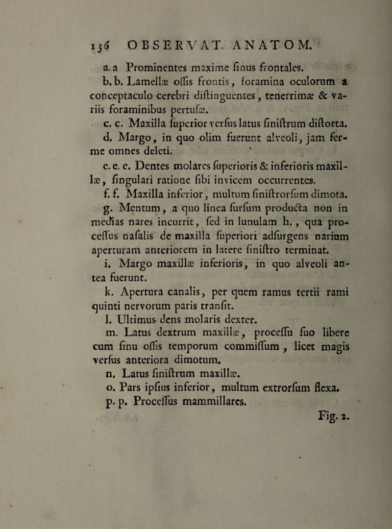 a. a Prominentes maxime finus frontales. b. b. Lamellae offis frontis, foramina oculorum a conceptaculo cerebri diftinguentes, tenerrimae & va¬ riis foraminibus pertufae. c. c. Maxilla iuperior verius latus finiftrum diftorta. d. Margo, in quo olim fuerunt alveoli, jam fer- me omnes deleti. e. e. e. Dentes molares fuperioris & inferioris maxil¬ lae, fingulari ratione fibi invicem occurrentes. f. f. Maxilla inferior, multum finiftrorfum dimota. g. Mentum, a quo linea furfum produdla non in medias nares incurrit, fed in lunulam h., qua pro- ceflus nafalis de maxilla fuperiori adfurgens narium aperturam anteriorem in latere finiftro terminat. i. Margo maxillae inferioris, in quo alveoli an¬ tea fuerunt. k. Apertura canalis, per quem ramus tertii rami quinti nervorum paris tranfit. l. Ultimus dens molaris dexter. m. Latus dextrum maxillae, proceflu fuo libere cum finu offis temporum commiflum , licet magis verfus anteriora dimotum. n. Latus finiftrum maxillae. o. Pars ipfius inferior, multum extrorfum flexa, p. p. Proceflus mammillares. Fig. 2.