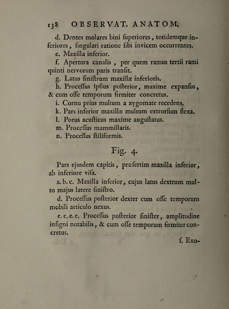 d. Dentes molares bini fuperiores, totidemque in¬ feriores , fingulari ratione fibi invicem occurrentes. e. Maxilla inferior. f. Apertura canalis , per quem ramus tertii rami quinti nervorum paris tranfit, g. Latus finiftrum maxillas inferioris. h. Proceflus ipfius pofterior, maxime expanfus, & cum ofle temporum firmiter concretus. i. Cornu prius multum a zygomate recedens. k. Pars inferior maxillae multum extrorfum flexa. l. Porus acufticus maxime anguftatus. m. Proceflus mammillaris. n. Proceflus ftiliformis. Fig. 4. Pars ejusdem capitis, praefertim maxilla inferior, ab inferiore vifa. t a. b. c. Maxilla inferior, cujus latus dextrum mul¬ to majus latere finiftro. d. Proceflus pofterior dexter cum ofle temporum mobili articulo nexus. e. e. e. e. Proceflus pofterior finifter, amplitudine infigni notabilis, & cum ofle temporum firmiter con¬ cretus. f. Exo-