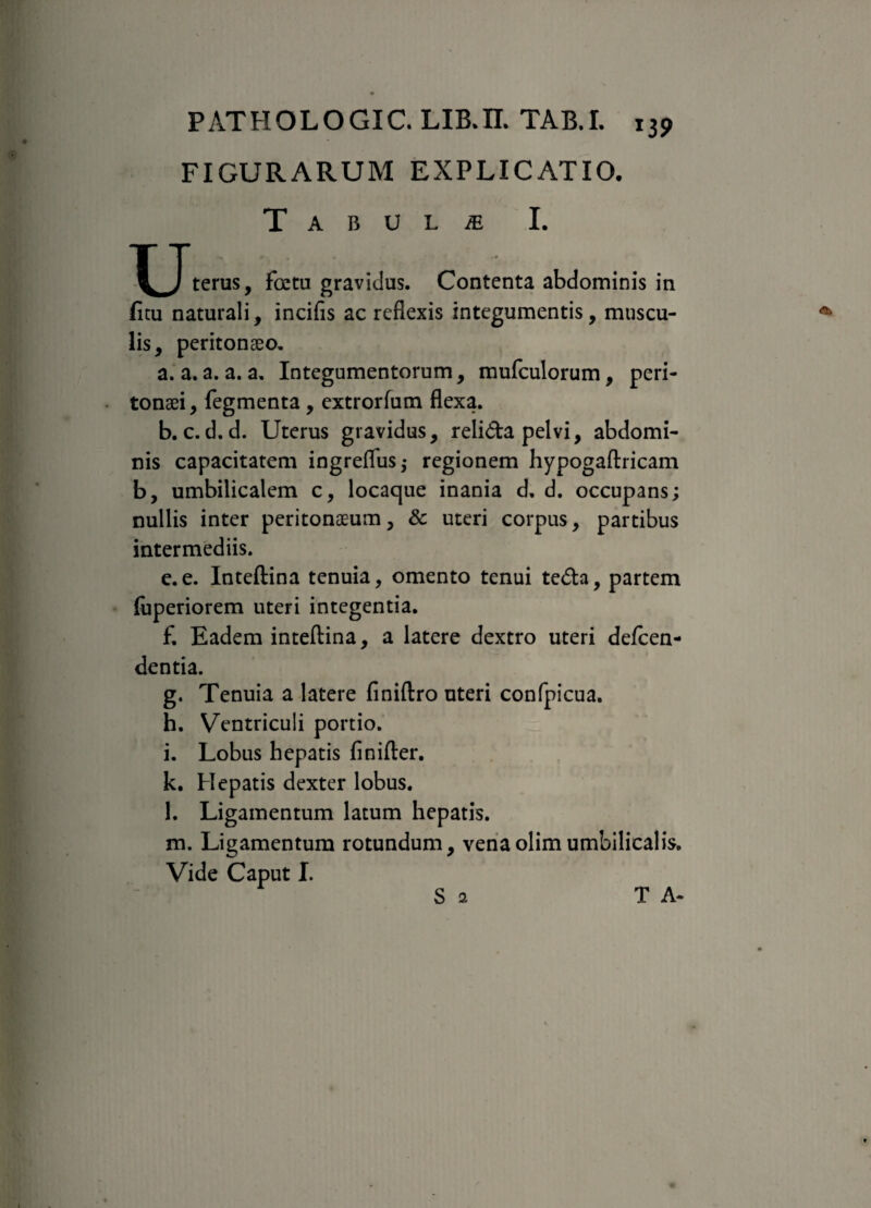 FIGURARUM EXPLICATIO. T A B U L m I. *^Jterus, foeta gravidus. Contenta abdominis in fitu naturali, incifis ac reflexis integumentis, muscu¬ lis, peritonaeo. a. a. a. a. a. Integumentorum, mufculorum, peri¬ tonaei, fegmenta, extrorfum flexa. b. c. d. d. Uterus gravidus, reli&a pelvi, abdomi¬ nis capacitatem ingreflus,- regionem hypogaftricam b, umbilicalem c, locaque inania d. d. occupans; nullis inter peritonaeum, & uteri corpus, partibus intermediis. e. e. Inteftina tenuia, omento tenui tedla, partem fuperiorem uteri integentia. f. Eadem inteftina, a latere dextro uteri defeen- dentia. g. Tenuia a latere finiftro uteri confpicua. h. Ventriculi portio. i. Lobus hepatis finifter. k. Hepatis dexter lobus. l. Ligamentum latum hepatis. m. Ligamentum rotundum, venaolimumbilicalis. Vide Caput I.