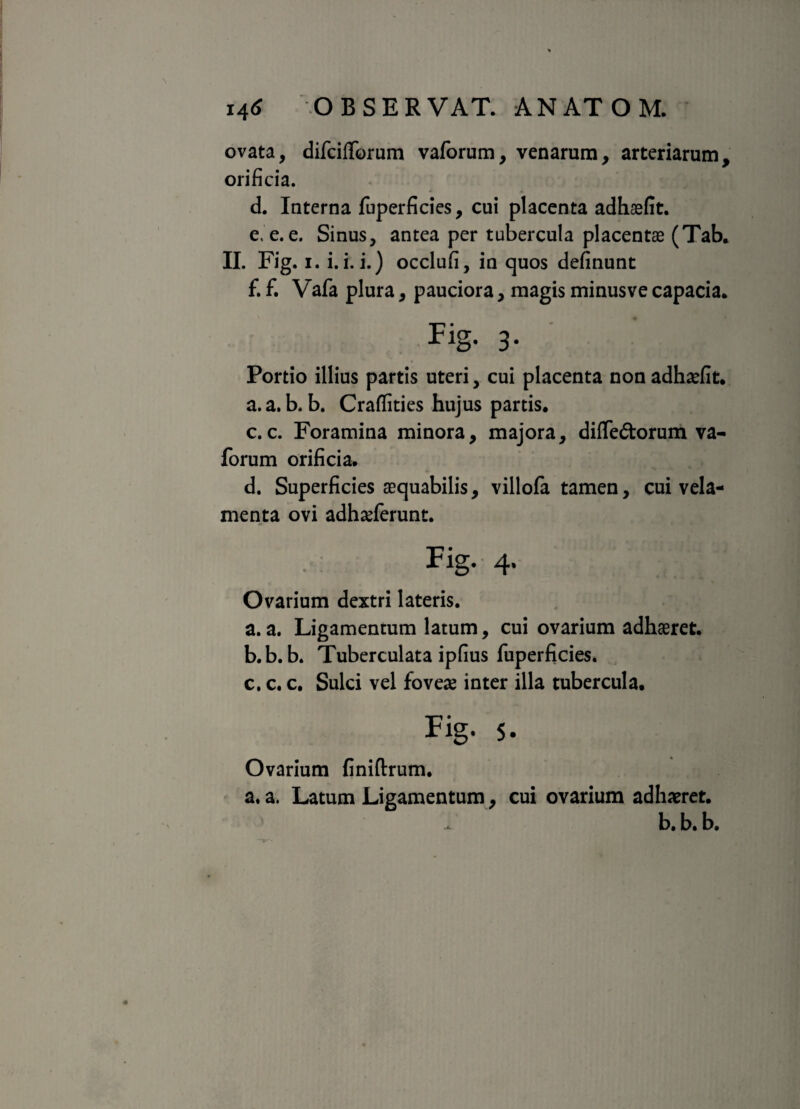 ovata, difcifforum vaforum, venarum, arteriarum, orificia. d. Interna fuperficies, cui placenta adhaefit. e. e. e. Sinus, antea per tubercula placentae (Tab. II. Fig.i.U.i.) occlufi, in quos definunt f. f. Vafa plura, pauciora, magis minus ve capacia. Fig- 3- Portio illius partis uteri, cui placenta non adhaefit. a.a. b. b. Craflities hujus partis. c. c. Foramina minora, majora, diflfe&orum va¬ forum orificia. d. Superficies aequabilis, villofa tamen, cui vela¬ menta ovi adhaeferunt. Fig. 4. Ovarium dextri lateris. a. a. Ligamentum latum, cui ovarium adhaeret. b. b. b. Tuberculata ipfius fuperficies. c. c. c. Sulci vel fovese inter illa tubercula. Fig. 5. Ovarium finiftrum. a. a. Latum Ligamentum, cui ovarium adhaeret. b. b. b.