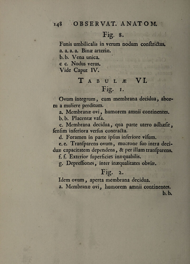 Fig. 8. Funis umbilicalis in verum nodum conftri&us. a. a. a. a. Binae arteriae. b. b. Vena unica, c c. Nodus verus. Vide Caput IV. Tabula VI. Fig. i. Ovum integrum, cum membrana decidua, abor¬ tu a muliere perditum. a. Membranae ovi, humorem amnii continentes. b. b. Placentae vafa. , c. Membrana decidua, qua parte utero adhaefit, fenfim inferiora verfus contradta. d. Foramen in parte ipfius inferiore vifum. e. e. Tranfparens ovum, mucrone fuo intra deci¬ duae capacitatem dependens, & per illam tranfparens. f. f. Exterior fuperficies inaequabilis. g. Depreffiones, inter inaequalitates obviae. Fig. z. Idem ovum, aperta membrana decidua, a. Membranae ovi, humorem amnii continentes. b.