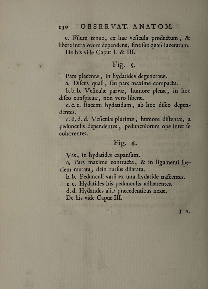 c. Filum tenue, ex hac veficula produdum, & libere intra ovum dependens, fine luo quafi laceratum. De his vide Caput I. & III. Fig. 5- Pars placentae, in hydatides degeneratae. a. Difcus quafi, feu pars maxime compada. b. b. b. Veficulae parvae, humore plenae, in hoc difco confpicuae, non vero liberae. c. c. c. Racemi hydatidum, ab hoc difco depen¬ dentes. d. d. d. d. Veficulae plurimae, humore diftentae, a pedunculis dependentes , pedunculorum ope inter fe cohaerentes. Fig. 6. Vas, in hydatides expanfum. a* Pars maxime contrada, & in ligamenti fpe- ciem mutata, dein rurfus dilatata. b. b. Pedunculi varii ex una hydatide nafcentes. c. c. Hydatides his pedunculis adhaerentes. d. d. Hydatides aliae praecedentibus nexae. De his vide Caput III.