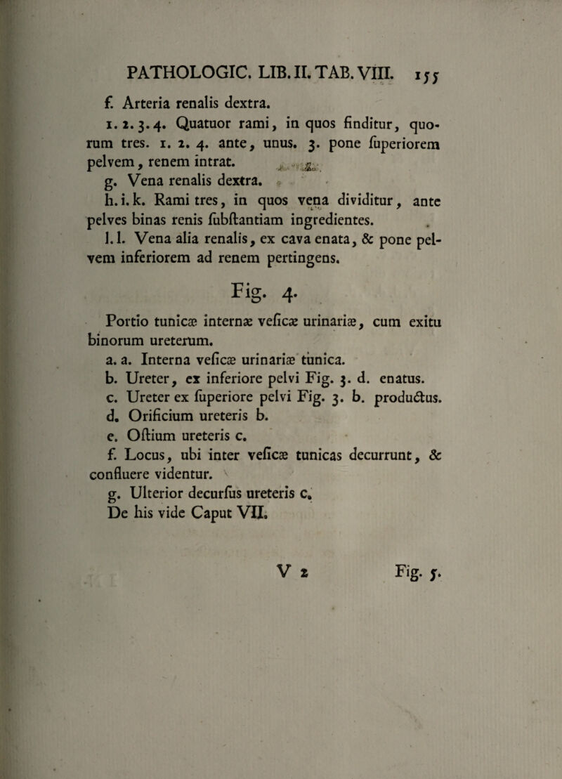 f. Arteria renalis dextra. 1.2. 3.4. Quatuor rami, in quos finditur, quo¬ rum tres. 1. 2. 4. ante, unus. 3. pone fuperiorem pelvem, renem intrat. g. Vena renalis dextra, * h. i.k. Rami tres, in quos vena dividitur, ante pelves binas renis fiibftantiam ingredientes. 1.1. Vena alia renalis, ex cava enata, & pone pel¬ vem inferiorem ad renem pertingens. Fig- 4- . Portio tunicae internae veficae urinariae, cum exitu binorum ureterum. a. a. Interna veficae urinariae tunica. b. Ureter, ex inferiore pelvi Fig. 3. d. enatus. c. Ureter ex fuperiore pelvi Fig. 3. b. produ&us. d. Orificium ureteris b. e. Oftium ureteris c. f. Locus, ubi inter veficae tunicas decurrunt, & confluere videntur. ' g. Ulterior decurlus ureteris c. De his vide Caput VII. V z F>g- j-