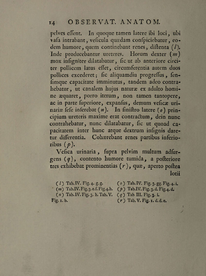 x4 pelves edent. In quoque tamen latere ibi loci, ubi vafa intrabant, veficula quadam confpiciebatur, eo¬ dem humore, quem continebant renes, diftenta (/). Inde producebantur ureteres. Horum dexter (m) mox infigniter dilatabatur, fic ut ab anteriore circi¬ ter pollicem latus edet, circumferentia autem duos pollices excederet; fic aliquamdiu progreflus, fen- fimque capacitate imminutus, tandem adeo contra¬ hebatur, ut canalem hujus naturae ex adulto homi¬ ne aequaret, porro iterum, non tamen tantopere, ac in parte fuperiore, expanfus, demum veficae uri¬ narios fefe inferebat (n). In finiftro latere (o) prin¬ cipium ureteris maxime erat contra&um, dein nunc contrahebatur, nunc dilatabatur, fic ut quoad ca¬ pacitatem inter hunc atque dextrum infignis dare¬ tur differentia. Cohaerebant renes partibus inferio¬ ribus (p). Vefica urinaria, fupra pelvim multum adfur- gens (<7), contento humore tumida, a pofteriore tres exhibebat prominentias (r), quae, aperto poftea lotii (/) Tab.IV. Fig.4. g.g. (O Tab.IV. Fig.3.gg.Fig.4.i. ’ (m) Tab.IV. Fig.3.e.f. Fig.4.h. Q) Tab.IV. Fig. 3. d. Fig.4. d. ( n ) Tab. IV. Fig. 3. h. Tab. V. ( q ) Tab. III. Fig. 3. i. Fig.i.b. (r) Tab.V. Fig. 1. d.d.e.