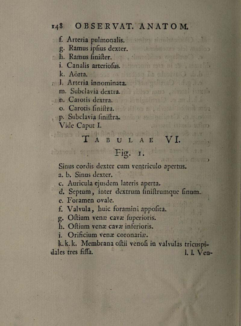 £ Arteria pulmonalis. g. Ramus ipfius dexter. h. Ramus finifter. i. Canalis arteriolas, k. Aorta. r- k Arteria innominata. m. Subclavia dextra. n. Carotis dextra. o. Carotis finiftra. . p. Subclavia fi.niftra.. Vide Caput I. . > Tabulae VI. Fig. i. .• ■ - ,> Sinus cordis dexter cum ventriculo apertus» a. b. Sinus dexter. c. Auricula ejusdem lateris aperta. d. Septum, inter dextrum finiftrumque finunm e. Foramen ovale. f. Valvula, huic foramini appoflta. g. Oftium vena? cava? fupcrioris. h. Oftium vena? cava? inferioris. i. Orificium venae coronaria?» k. k.k. Membrana oftii venofi in valvulas tricuspi¬