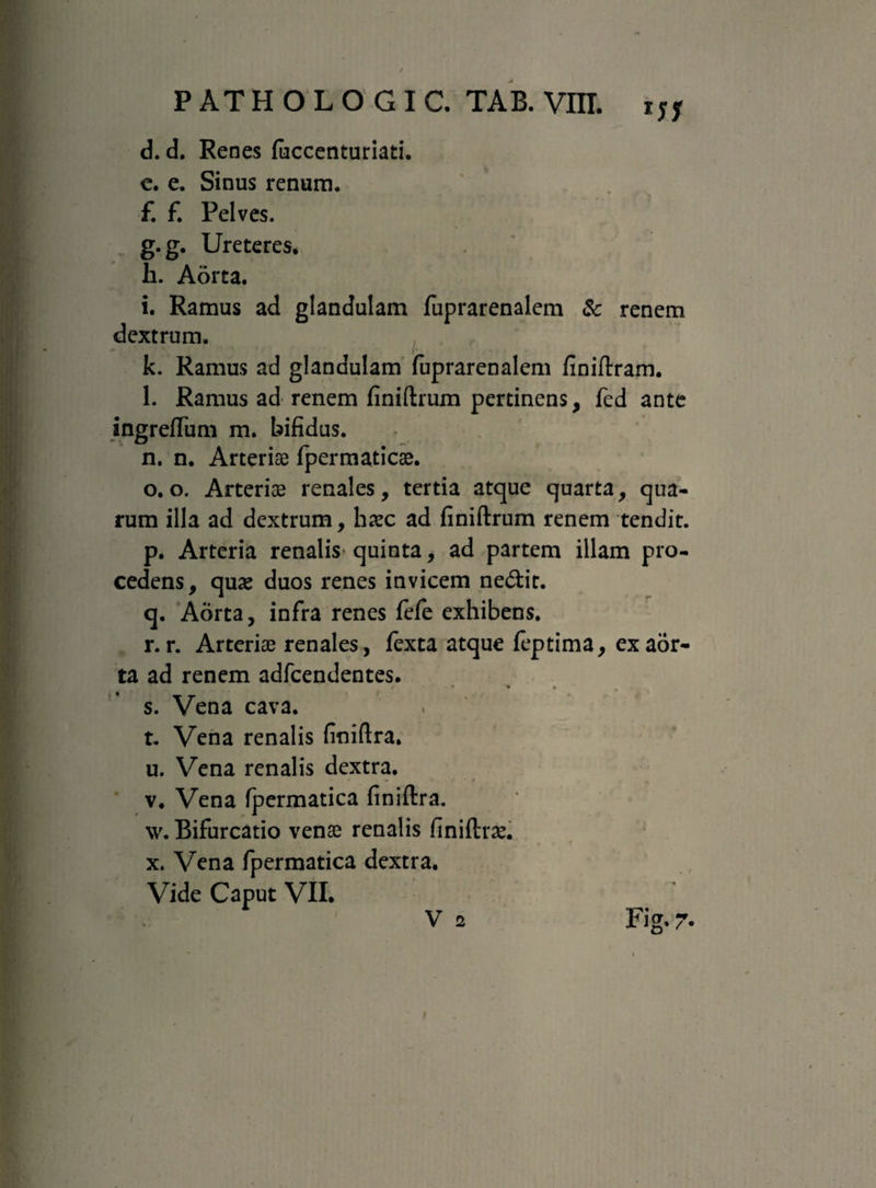 d. d. Renes fuccenturiati. e. e. Sinus renum. £ £ Pelves. g. g. Ureteres. h. Aorta. i. Ramus ad glandulam fuprarenalem & renem dextrum. k. Ramus ad glandulam fuprarenalem finiftram. l. Ramus ad renem finiftrum pertinens, fed ante ingrefTum m. bifidus. n. n. Arteriae fpermaticae. o. o. Arteriae renales, tertia atque quarta, qua¬ rum illa ad dextrum, haec ad finiftrum renem tendit. p. Arteria renalis quinta, ad partem illam pro¬ cedens, quae duos renes invicem ne&it. q. Aorta, infra renes fefe exhibens. r. r. Arteriae renales, fexta atque feptima, ex aor¬ ta ad renem adfcendentes. s. Vena cava. t. Vena renalis finiftra. u. Vena renalis dextra. v. Vena fpermatica finiftra. w. Bifurcatio venae renalis finiftrae. x. Vena fpermatica dextra. Vide Caput VII. V 2 Fig. 7-