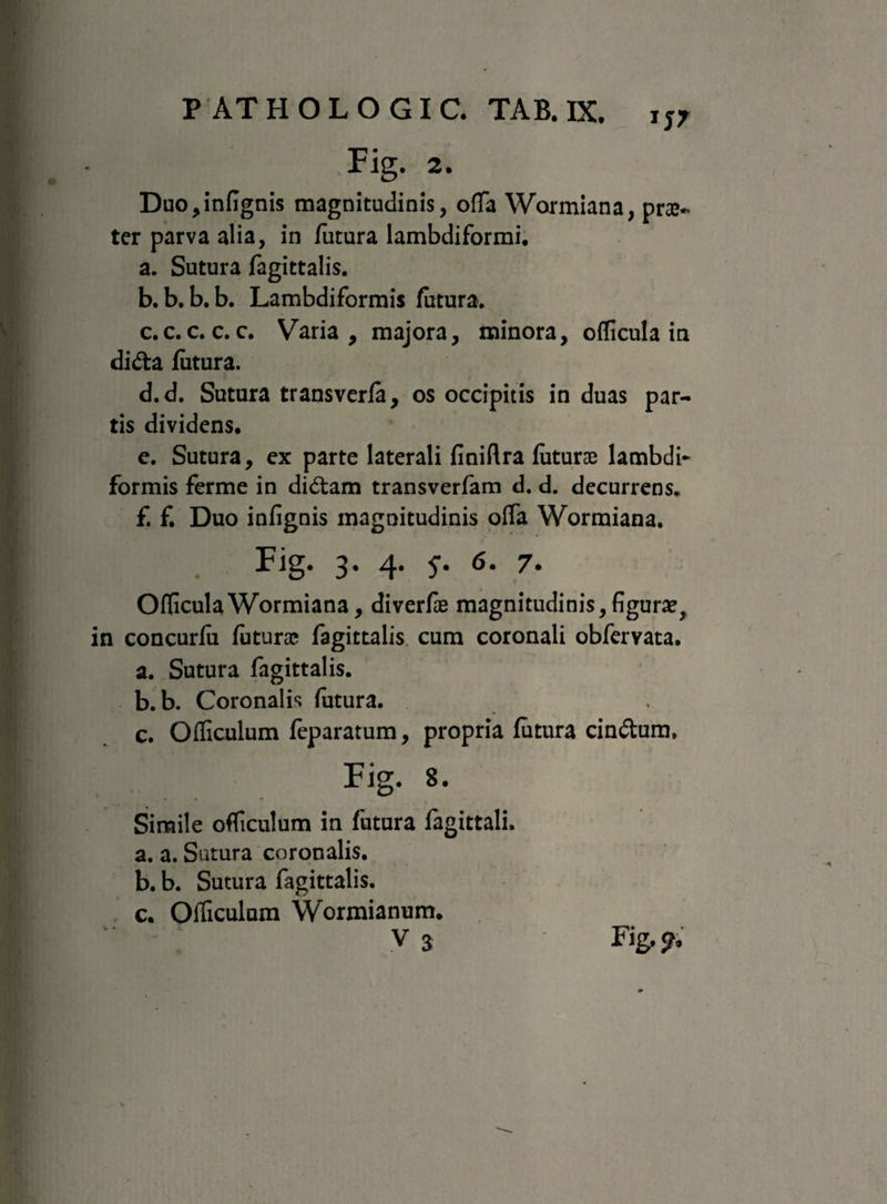 2. Duo,infignis magnitudinis, offa Wormiana, prae¬ ter parva alia, in futura lambdiformi. a. Sutura fagittalis. b. b. b. b. Lambdiformis futura, c. c.c.c.c. Varia, majora, minora, oflicula in didta futura. d. d. Sutura transverfa, os occipitis in duas par¬ tis dividens, e. Sutura, ex parte laterali finiflra futurae lambdb formis ferme in didtam transverfam d. d. decurrens. f. f. Duo infignis magnitudinis offa Wormiana. Fig. 3. 4. 5-. 6. 7. Officula Wormiana, diverfe magnitudinis, figurae, in concurfu futurae fagittalis cum coronali obfervata. a. Sutura fagittalis. b. b. Coronalis futura. c. Ofliculum feparatum, propria futura cindum. Fig. 8. Simile officulum in futura fagittali. a. a. Sutura coronalis. b. b. Sutura fagittalis. c. Officulum Wormianum. V 3 Fig. f.