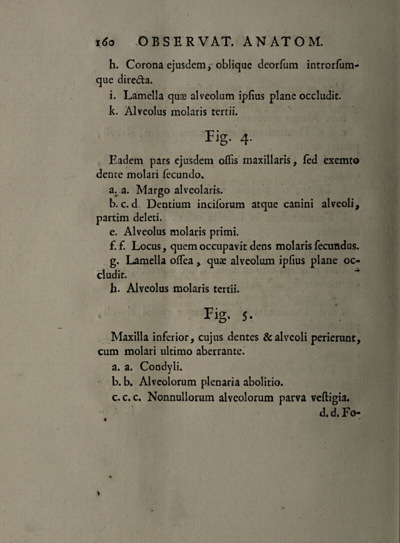 h. Corona ejusdem,-oblique deorfum introrfum- que diredta. i. Lamella quos alveolum ipfius plane occludit. k. Alveolus molaris tertii. Fig. 4. Eadem pars ejusdem offis maxillaris, fed exemto dente molari fecundo. a. a. Margo alveolaris. b. c. d. Dentium inciforum atque canini alveoli 9 partim deleti. e. Alveolus molaris primi. f. f. Locus, quem occupavit dens molaris fecundus. g. Lamella offea , quse alveolum ipfius plane oc¬ cludit. h. Alveolus molaris tertii. Fig. 5- Maxilla inferior, cujus dentes & alveoli perierunt, cum molari ultimo aberrante. a. a. Condyli. b. b. Alveolorum plenaria abolitio. c. c. c. Nonnullorum alveolorum parva veftigia. d. d. Fo-