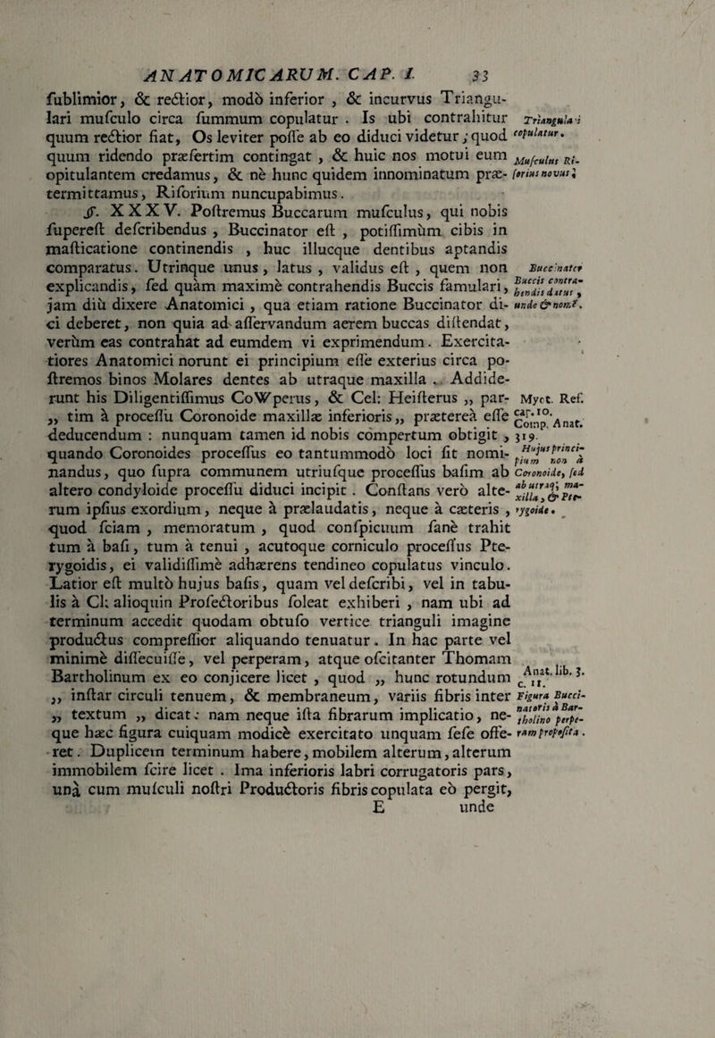 fublimior, & redtior, modo inferior , & incurvus Triangu¬ lari mufculo circa fummum copulatur . Is ubi contrahitur quum redtior fiat, Os leviter pofie ab eo diduci videtur ; quod quum ridendo praefertim contingat , Sc huic nos motui eum opitulantem credamus, & ne hunc quidem innominatum prae¬ termittamus, Riforium nuncupabimus. jy. XXXV. Poftremus Buccarum mufculus, qui nobis fiupereft deferibendus , Buccinator efi: , potiffimum cibis in jmafticatione continendis , huc illueque dentibus aptandis comparatus. Utrinque unus, latus , validus efi , quem non explicandis, fed quam maxime contrahendis Buccis famulari, jam diu dixere Anatomici , qua etiam ratione Buccinator di¬ ci deberet, non quia ad aflervandum aerem buccas diffendat, verum eas contrahat ad eumdem vi exprimendum. Exercita¬ tiores Anatomici norunt ei principium efie exterius circa po- ftremos binos Molares dentes ab utraque maxilla . Addide¬ runt his Diligentiflimus CoWperus, & Cei: Heifierus „ par- „ tim h proceflu Coronoide maxillae inferioris,, praeterea efie deducendum : nunquam tamen id nobis compertum obtigit , quando Coronoides procefius eo tantummodo loci fit nomi¬ nandus, quo fupra communem utriufque procefius bafim ab altero condyloide procefiu diduci incipit . Conffans vero alte¬ rum ipfius exordium, neque a praelaudatis, neque a caeteris , quod fciam , memoratum , quod confpicuum fane trahit tum a bafi, tum a tenui , acutoque corniculo procefius Pte- rygoidis, ei validifiime adhaerens tendineo copulatus vinculo. Latior efi multo hujus bafis, quam veldefcribi, vel in tabu¬ lis a Ch alioquin Profedloribus foleat exhiberi , nam ubi ad terminum accedit quodam obtufo vertice trianguli imagine produ&us comprefiior aliquando tenuatur* In hac parte vel minime diflecuifie, vel perperam, atque ofeitanter Thomam Bartholinum ex eo conjicere licet , quod ,, hunc rotundum ,, inftar circuli tenuem, & membraneum, variis fibris inter „ textum „ dicat* nam neque ifia fibrarum implicatio, ne¬ que haec figura cuiquam modice exercitato unquam fefe offe¬ ret . Duplicem terminum habere, mobilem alterum, alterum immobilem fcire licet . Ima inferioris labri corrugatoris pars, una cum mufculi noftri Produdtoris fibris copulata eo pergit, E unde Triangula i copulatur. Mufculus Bi¬ forius novus i Buccinator Buccis contra- hendis ditus , unde & non.?. Myct. Ref. car. io. Comp. A nat. I19. Hujus princi- pium non a Coronoide, fed abutr*<\\ ma¬ xilla i & Pte- yygoidt • Anat. lib. $. c. tt. Figura Bucci¬ natoris a Bar¬ tholino perpe¬ ram propojita .