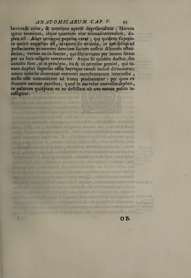 lsevitas& color, & terminus aperte deprehenditur. Horum igitur terminus, idque quartum erat animadvertendum, du¬ plex efl: Alter utrinque porulus extat , qui quidem fuperio- re multo anguftior eft, attamen fic evidens, ut nonfolujnad pofteriorem primorum dentium faciem noftris Alumnis often- derim, verum ex iis fuerint, qui fi bi invicem per jocum fetam per ea loca adigere tentaverint. Atque hi quidem du6tus,feu canales funt, ut in principio, ita & in termino gemini, qui ta¬ men duplici fuperihs ofieo brevique canali inclufi dirimuntur; unico inferihs dumtaxat contenti membranarum interjedtu , nullo ofle intercedente ad finem producuntur : per quos ex fummis narium partibus, quod in easvelut convalles depluit, in palatum quidpiam ex eo deftillare ab uno eorum pofitu in- celligitur. OB-