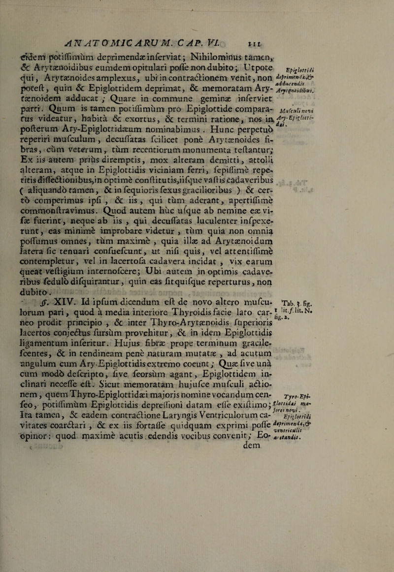 etdem potiflimum deprimendae inferviat; Nihilominus tamen,- 6c Arytasnoidibus eumdem opitulari pode non dubito; Utpote Epiglottidi qui, Arytas-noides amplexus, ubi in contradtionem venit, non deprimendi poteft, quin & Epiglottidem deprimat, & memoratam Ary- *A^Zi&b9s. tasnoidem adducat ; Quare in commune geminae inferviet parti. Quum is tamen potiffimumi pro Epiglottide compara- MufeuUnovi rus videatur, habita & exortus, & termini ratione, nos i pofterum Ary-Epiglottidasum nominabimus . Hunc perpetuo reperiri mufculum , decudatas fcilicet pone Arytasnoides fi¬ bras, cum veterum, tum recentiorum monumenta tedantur; Ex iis autem prihs diremptis, mox alteram demitti, attolli alteram, atque in Epiglottidis viciniam ferri, fepiffime repe¬ titis dide6tionibus,in optime conditutis,iifque vadis cadaveribus ( aliquando tamen, & in fequioris fexusgracilioribus ) & cer¬ to comperimus ipd , & iis , qui tum aderant, apertidime commondravimus. Quod autem huc ufque ab nemine easvi- fas fuerint, neque ab iis , qui decudatas luculenter infpexe- runt, eas minimi improbare videtur , tum quia non omnia podiimus omnes, tum maxime , quia illas ad Arytaenoidum latera dc tenuari confuefcunt, ut nifi quis, vel attentiffime contempletur, vel in lacertofa cadavera incidat , vix earum queat veftigium internofeere.; Ubi autem in optimis cadave¬ ribus fedulo difquirantur, quin eas fitquifque reperturus, non dubito, jF. XIV. Id ipfum dicendum efl de novo altero mufeu- Tab. lorum pari, quod a media interiore Thyroidis facie lato car- N* neo prodit principio , & inter Thyro-Arytaenoidis fuperioris lacertos conjedtus fursiim provehitur, Sl in idem Epiglottidis ligamentum inferitur. Hujus fibras prope terminum graciie- fcentes, & in tendineam pene naturam mutatas , ad acutum angulum cum Ary-Epiglottidisextremo coeunt ; Quas five una cum modb deferipto, five feorsiim agant, Epiglottidem in¬ clinari necede ed. Sicut memoratam hujufce mufculi actio¬ nem , quem Thyro-Epiglottidasi majoris nomine vocandum cen- Tyro-Epi¬ leo, potidimum Epiglottidis depredioni datam effe exiftimo J m*~ Ita tamen, & eadem contractione Laryngis Ventriculorum ca- Epiglottidi vitates coardtari , & ex iis fortafle quidquam exprimi pode deprimendi , . v . r • t? ventriculis opinor: quod maxime acutis .edendis vocibus convenit; Jbo ^ artundis. < dem