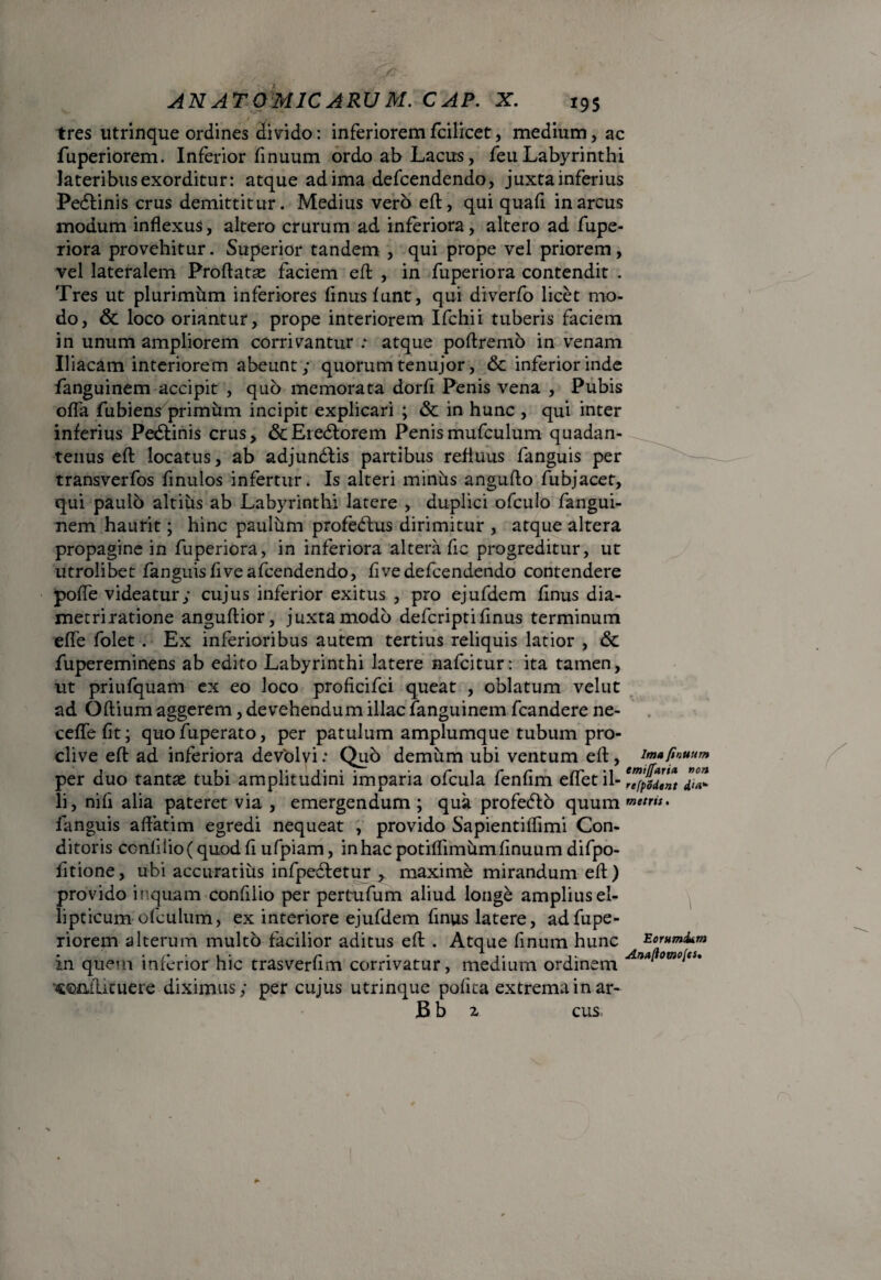 tres utrinque ordines divido: inferiorem fcilicet, medium, ac fuperiorem. Inferior finuum ordo ab Lacus, feuLabyrinthi lateribus exorditur: atque adima defcendendo, juxtainferius Pedtinis crus demittitur. Medius vero eft, qui quafi in arcus modum inflexus, altero crurum ad inferiora, altero ad fupe- riora provehitur. Superior tandem , qui prope vel priorem, vel lateralem Proflatas faciem efl , in fuperiora contendit . Tres ut plurimum inferiores flnusfunt, qui diverfo licet mo¬ do, & loco oriantur, prope interiorem Ifchii tuberis faciem in unum ampliorem corrivantur : atque poflremo in venam Iliacam interiorem abeunt; quorum tenujor, & inferior inde fanguinem accipit , quo memorata dorfi Penis vena , Pubis offa fubiensprimum incipit explicari ; & in hunc , qui inter inferius Pedtinis crus, &Eiedtorem Penismufculum quadan- tenus eft locatus, ab adjundtis partibus refluus fanguis per transverfos finulos infertur. Is alteri minus angufto fubjacet, qui paulo altius ab Labyrinthi latere , duplici ofculo fangui¬ nem haurit; hinc paulum profedtus dirimitur , atque altera propagine in fuperiora, in inferiora altera fic progreditur, ut utrolibet fanguisfiveafcendendo, fi ve defcendendo contendere poffe videatur; cujus inferior exitus , pro ejufdem finus dia¬ metri ratione anguftior, juxta modo defcripti finus terminum effe folet . Ex inferioribus autem tertius reliquis latior , & fupereminens ab edito Labyrinthi latere nafcitur: ita tamen, ut priufquam ex eo loco proficifci queat , oblatum velut ad Oftium aggerem, devehendum illae fanguinem fcandere ne- ceffefit; quofuperato, per patulum amplumque tubum pro¬ clive eft ad inferiora devolvi .* Quo demum ubi ventum eft , imafinuum per duo tantas tubi amplitudini imparia ofcula fenfim efletil- d>°^ li, nifi alia pateret via , emergendum ; qua profedfo quum metris. fanguis affatim egredi nequeat , provido Sapientiflimi Con¬ ditoris confilio(quodftufpiam, inhaepotiflimumfinuumdifpo- fitione, ubi accuratius infpecfetur , maximd mirandum eft) provido inquam confiiio per pertufum aliud longe amplius el¬ lipticum ofculum, ex interiore ejufdem finus latere, ad fupe¬ riorem alterum multo facilior aditus eft . Atque finum hunc EornmiLm m quem interior hic trasverhm corrivatur, medium ordinem cmilituere diximus; per cujus utrinque polita extrema in ar- B b 2 cus