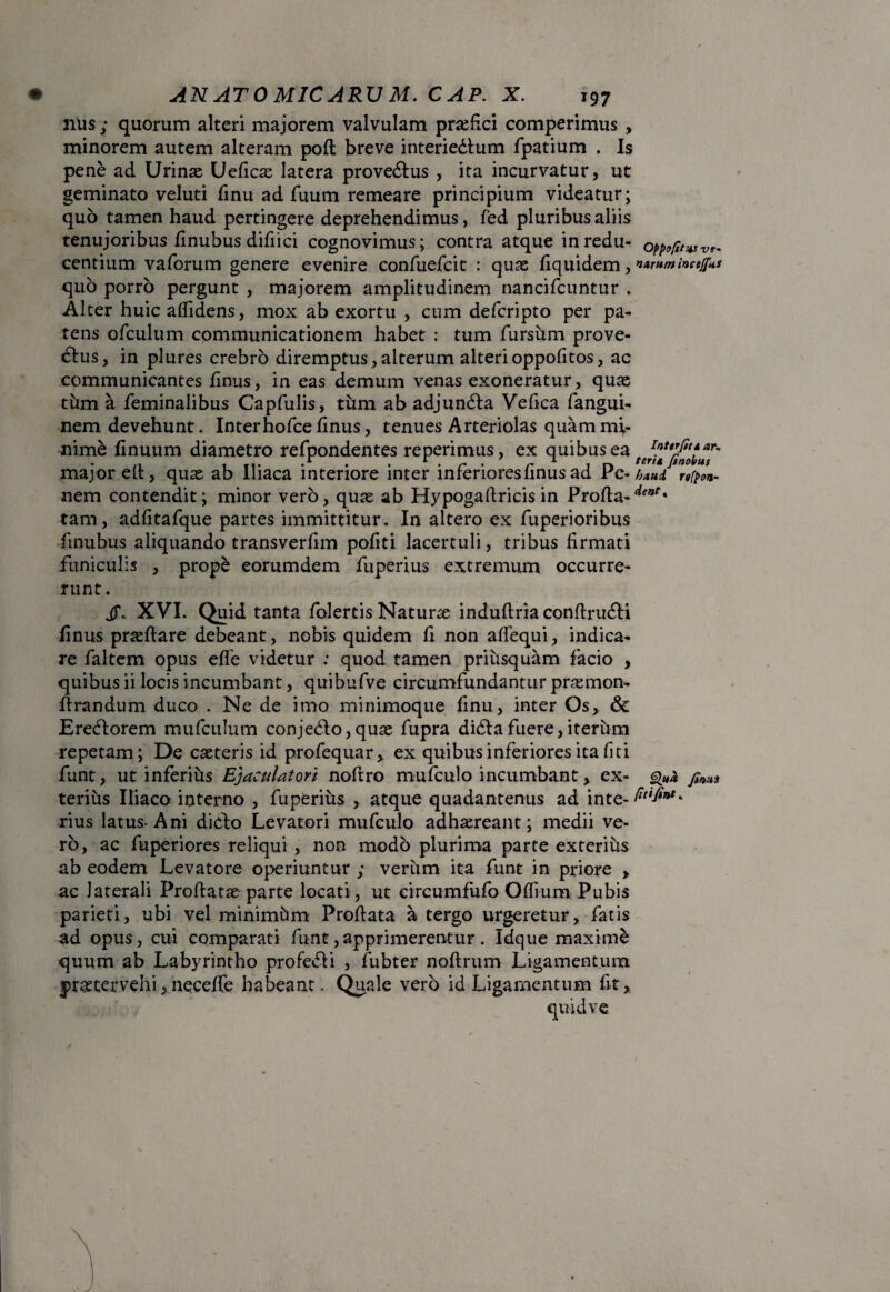 nus; quorum alteri majorem valvulam praefici comperimus , minorem autem alteram poft breve interie&um fpatium . Is pene ad Urinas Ueficae latera prove&us , ita incurvatur, ut geminato veluti finu ad fiium remeare principium videatur; quo tamen haud pertingere deprehendimus, fed pluribus aliis tenujoribus finubus difiici cognovimus; contra atque inredu- 0pprf'w?- centium vaforum genere evenire confuefcit : quae fiquidem, n»rumincejf*s quo porro pergunt , majorem amplitudinem nancifcuntur . Alter huic allidens, mox ab exortu , cum defcripto per pa¬ tens ofculum communicationem habet : tum fursum prove¬ ctus, in plures crebro diremptus,alterum alterioppofitos, ac communicantes finus, in eas demum venas exoneratur, quae tum a feminalibus Capfulis, tum ab adjunCta Vefica fangui- nem devehunt. Inter hofce Unus, tenues Arteriolas quam mi¬ nime linuum diametro refpondentes reperimus, ex quibus ea major ell, quas ab Iliaca interiore inter inferioresfinus ad Pc- h*ui refre¬ nem contendit; minor vero, quas ab Hypogaftricis in Profla-^* tam, adfitafque partes immittitur. In altero ex fuperioribus finubus aliquando transverfim pofiti lacertuli, tribus firmati funiculis , prope eorumdem fuperius extremum occurre¬ runt . jf. XVI. Quid tanta folertis Naturae induftria conftruCH finus prasftare debeant, nobis quidem fi non afiequi, indica¬ re faltem opus efle videtur : quod tamen priusquam facio , quibus ii locis incumbant, quibufve circumfundantur prasmon- ftrandum duco . Ne de imo minimoque finu, inter Os, & EreCtorem mufculum conjeClo,quas fupra diClafuere,iterum repetam; De cacteris id profequar, ex quibus inferiores ita liti funt, ut inferius Ejaculatori noftro mufculo incumbant > ex- fkWi terius Iliaco interno , fuperius , atque quadantenus ad inte-^-^*'* rius latus-Ani dielo Levatori mufculo adhaereant; medii ve¬ ro, ac fuperiores reliqui , non modo plurima parte exterius ab eodem Levatore operiuntur ; verum ita funt in priore > ac laterali Proftatae parte locati , ut eircumfufo Oflium Pubis parieti, ubi vel minimtim Profiata a tergo urgeretur, fatis ad opus, cui comparati funt, apprimerentur . Idque maxime quum ab Labyrintho profeCii , fubter noftrum Ligamentum praetervehi,necefie habeant. Quale vero id Ligamentum fit.