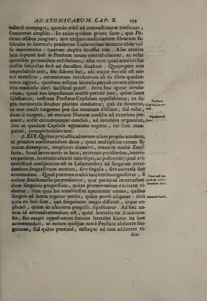 volucri compages, quando nihil ad contractionem conferant , firmaretur amplius . In cujus quidem priore facie , qua Pe¬ ctinis oflibus jungitur, non exiguos mufcularium fibrarum fa- fciculos in lacer tofis prxfertim Cadaveribus intextos obfervaf- fe meminimus : quarum duplex inceflus erat . Aliae etenim lata fuperne bafi in Proflatae imum contrahebantur, ac velut ipverfam pyramidem exhibebant; alix vero quafi tranfverfim dudtx fubjeCtas fere ad deculfim fecabant . Quapropter non improbabile rcor, hic faltem loci, ubi major fortafTe eft mo¬ tus neceffitas , memoratum involucrum ab iis fibris quadan- tenus agitari, quoniam reliqua lateralis pars ab exteris circum- fitis mufculis cieri facillime potefl . Intra hoc igitur involu¬ crum, quod nos impoflerum multo potiore jure, quam fuam Gliffonius, noftram ProflatxCapfulam appellabimus, ex fu- pra memoratis finubus plurimi conduntur; qua ita foventur, c*f?*unctr- ut non modb turgentes prx fua tenuitate difiliant; fed velut, '*/*• dum ii turgent, ne mutato Naturx confilio ad exteriora pre- Eju<demof- mant, ardte circumquaque conclufi, ad interiora urgeantur,^.' five ut quadam Capfulx agitatione negotio , cui funt com¬ parati, promptius inferviant. iT. XIX. Quibus prxja£lis,ad eorum ufum propihs accedens, id primftm conflituendum duco ; quod multiplices eorum Si¬ nuum diremptus, ampliores diametri, tenujora multo Emif- faria, haud lxves certis in locis, extremis potiftimum,interio¬ res parietes, lacertulis alicubi interfepti ,ac poftreinb( quod evi- dentiffime confpicuum eft in Labyrintho) ad fanguinis retar¬ dandum drogreffivum motum, fivefingula, ftveuniverfa fint accomodata . Quod prxterea multo luculentiftscognofcitur , fi sinus ad ^ crebras Anaftomofesperpendantur, qux potius ad interturban.gmnemretar- dum fanguinis progreffum, quam promovendum excitatx vi- ” *miacl‘ dentur ; tum quia hx tranfverfim aperiuntur omnes, quibus fanguis ad latera urgetur potius, quam porro adigatur : tum Muneris ratio. quia eo loci funt, qua fanguinem magis diffundi , atque ex¬ plicari , quam in ulteriora propelli , fignificatur. Ad hxc au¬ tem id animadvertendum eft , quod laterales ex Anaftomor fes, feu magni oppofftorum finuum laterales hiatus ita funt accommodati, ut eorum quifque non a Proflata abducere fan¬ guinem, fed quam proximb, redlaque ad eam adducere vi- dea-