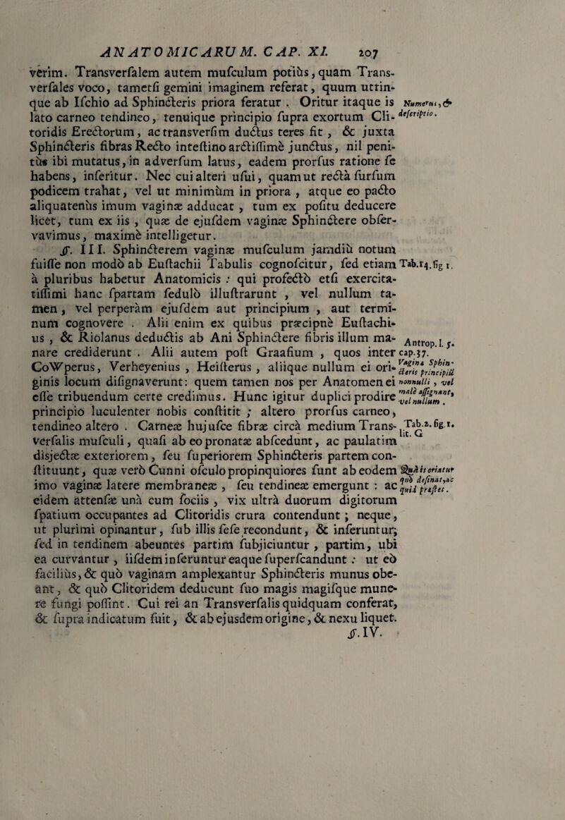 verim. Transverfalem autem mufculum potitis,quam Trans- verfales voco, tametfi gemini imaginem referat, quum utrin- que ab Ifchio ad Sphincteris priora feratur . Oritur itaque is lato carneo tendineo, tenuique principio fupra exortum Cli¬ toridis EreCtorum, actransverfim duCtus teres fit , & juxta SphinCteris fibras ReCto inteflino arCtifiime junCtus, nil peni¬ tus ibi mutatus, in adverfum latus, eadem prorfus ratione fe habens, inferitur. Nec cui alteri ufui, quam ut reCta fur fu m podicem trahat, vel ut minimum in priora , atque eo paCto aliquatenus imum vaginas adducat , tum ex pofitu deducere licet, tum ex iis , quje de ejufdem vagin«x SphinCtere obfer- vavimus, maxime intelligetur. jj\ III. SphinCterem vaginas mufculum jarndiu notum fu i (Te non rnodb ab Euftachii Tabulis cognofcitur, fed etiam a pluribus habetur Anatomicis : qui profeCto etfi exercita- tiffimi hanc fpartam fedulb illuflrarunt , vel nullum ta¬ men , vel perperam ejufdem aut principium , aut termi¬ num cognovere . Alii enim ex quibus praecipue Euftachi* us , 6c Riolanus deduCtis ab Ani SphinCtere fibris illum ma¬ nare crediderunt . Alii autem poft Graafium , quos inter CoWperus, Verheyenius , Heifterus , aliique nullum ei ori¬ ginis locum difignaverunt: quem tamen nos per Anatomenei cffe tribuendum certe credimus. Hunc igitur duplici prodire principio luculenter nobis conftitit ; altero prorfus carneo, tendineo altero . Carneae hujufce fibrae circa medium Trans- Verfalis mufculi, quafi ab eo pronatae abfcedunt, ac paulatim disjeCbe exteriorem, feu fuperiorem SphinCteris partem con- fiituunt, quae vero Cunni ofculo propinquiores funt ab eodem imo vaginae latere membraneae , feu tendineae emergunt : ac eidem attenfae una cum fociis , vix ultra duorum digitorum fpatium occupantes ad Clitoridis crura contendunt; neque, ut plurimi opinantur, fub illis fefe recondunt, & inferuntur; fed in tendinem abeuntes partim fubjiciuntur , partim, ubi ea curvantur , iifdeminferuntur eaque fuperfcandunt: ut cb facilius, & quo vaginam amplexantur SphinCleris munus obe¬ ant , & quo Clitoridem deducunt fuo magis magifque mune¬ re fungi poffint. Cui rei an Transverfalis quidquam conferat, & fupra indicatum fuit, & ab ejusdem origine, & nexu liquet. jT. IV. Nume^tu defcriptio. Tab.I4.fig Antrop. 1. 5. caP37. Vagina Sphin¬ cteris principiu nonnulli , vel male affignnnti vel nullum . Tab.a. figi. Iit. G Qua is oriatur qtib de/inatytc quii frtjies.