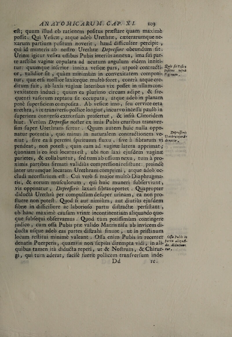 eft; quum illud ob rationem pofitus prasdare quam maximi poffit. Qui Veficas, atque adeo Urethras, caeterarumque ne* xarum partium pofitum noverit , haud difficulter percipit , qui id muneris ab nodro Urerhras Deprcfjore obeundum fit. Urinas igitur vefka offibus Pubis interius annexa, ima fui par¬ te ardtius vagina copulata ad acutum angulum eidem inniti¬ tur: quumque inferior innixa vedcaspars, utpote contradti- or, validior fit , quam minimum in convexitatem componi¬ tur, quseetfi mollior laxiorque multo foret, contra atque cre¬ ditum fuit, ab laxis vaginas lateribus vix poffiet in ullam con¬ vexitatem induci ; quum ea plurimo circum adipe , & fre¬ quenti vaforum reptatu fit occupata, atque adeo in planam pene fuperficiem compofita. Ab veficas imo, feu cervice orta urethra , vix transverfo pollice longior , incurvo inceflu paulo in fuperiora convcrfo extrorfum profertur , <Sc infra Clitoridem hiat. Verum Deprefjor noder ex imis Pubis cruribus transver- fim fu per Urethram fertur . Quum autem huic nulla oppo¬ natur potentia , quo minus in naturalem contradlionem ve¬ niat , five ea a perenni fpirituum fluxu , five a fibrarum vi pendeat, non poted , quin eam ad vaginas latera apprimat ; quoniam is eo loci locatus ed , ubi non laxi ejufdem vaginae parietes, & collabuntur, fed tum ab cffium nexu , tum a pro¬ ximis partibus firmati validius compredio ni reddunt: proinde inter utrumque locatam Urethram comprimi , atque adeo oc¬ cludi neceffarium ed . Cui vero d major multo Diaphragma¬ tis, & eorum mufculorum , qui huic muneri fubferviunt, vis opponatur, Deprefforis laxari fibras oportet . Quapropter didudta Urethra per compulfam defuper urinam, ea non pro¬ fluere non poted. Quod fi aut nimium, aut diutius ejufdem fibras in difficiliore ac laboriofo partu didradtas perfidant , ob hanc maxime caufam vrinas incontinentiam aliquando quo¬ que fubfequi obfervamus . Quod tum potiffimum contingere judico , cum offa Pubis pras valido Matris nifu ab invicem di- dudta ufque adeo eas partes didrahi finunt , ut in pridinum locum reditui minime valeant . Offa enim Pubis in recenter denatis Puerperis, quamvis non faspiiis dirempta vidi, in ali¬ quibus tamen ita diducda reperi, ut & Noftrum, & Chirur¬ gi, quitum aderat, facile fuerit pollicem tranfverfum inde- Dd re. Quis fit Vepri poftius iutrk Ve& irmra . Diprejforii U:etb'& opera- di rari* , Offa Pubis in purtH aliqu!t- do diducit** tur,