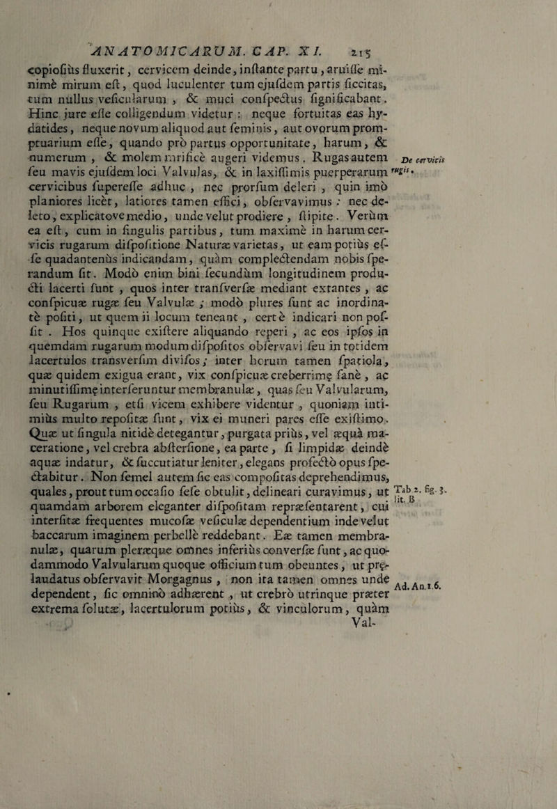 copiofms fluxerit, cervicem deinde, inflante partu , aruifle mi¬ nime mirum efl, quod luculenter tum ejufdem partis ficcitas, tum nullus veficnlarum , & muci confpedlus fignificabant. Hinc jure efie colligendum videtur : neque fortuitas eas hy- datides, neque novum aliquod aut feminis, aut ovorum prom¬ ptuarium effe, quando pro partus opportunitate, harum, & numerum , & molem mrifice augeri videmus. Rugas autem De mvicti feu mavis ejufdem loci Valvulas, & in laxiffimis puerperarum rHvs• cervicibus fupereffe adhuc , nec prorfum deleri , quin imo planiores licet, latiores tamen effici, obfervavimus : nec de¬ leto, explicatovemedio, unde velut prodiere , ftipite. Verum ea efl, cum in fingulis partibus, tum maxime in harum cer¬ vicis rugarum difpofitione Naturae varietas, ut eam potius ef¬ fe quadantenhs indicandam, quam compledlendam nobis fpe- randum fit. Modo enim bini fecundum longitudinem produ- cli lacerti funt , quos inter tranfverfae mediant extantes , ac confpicuse rugas feu Valvula ; modo plures funt ac inordina¬ te pofiti, ut quem ii locum teneant , certe indicari non pof- fit . Hos quinque exiflere aliquando reperi , ac eos ipfos in quemdam rugarum modum difpofitos obfervavi feu in totidem lacertulos transverfim divifos; inter horum tamen fpatiola, quas quidem exigua erant, vix confpicuascreberrim? fane , ac minutiffim^interferuntur membranulae, quas feu Valvularum, feu Rugarum , etfi vicem exhibere videntur , quoniam inti- mitts multo repofitae funt, vix ei muneri pares effe exifiimo. Quas utfingula nitide detegantur, purgata prius, vel asqua ma¬ ceratione, vel crebra abflerfione, ea parte , fi limpidas deinde aquae indatur, &fuccutiaturleniter, elegans profedlo opus fpe- dlabitur. Non femel autem fic eas compofitas deprehendimus, quales, prout tum occafio fefe obtulit, delineari curavimus, ut JtabB2‘fig' quamdam arborem eleganter difpofitam reprsefentarent, cui interfitae frequentes mucofae veficulas dependentium inde velut baccarum imaginem perbelle reddebant. Eas tamen membra¬ nulae, quarum plerasque omnes inferius converfas funt, ac quo¬ dammodo Valvularum quoque officium tum obeuntes, ut pre- laudatus obfervavit Morgagnus , non ita tamen omnes unde ^ ^ ^ 6 dependent, fic omnino adhaerent , ut crebro utrinque praster extrema folutss, lacertulorum potius, & vinculorum , quam Val-