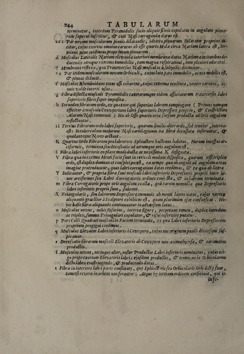 terminatur, interdum Tyramidalis focio aliquot fibris copulatus in angulum pinna¬ rum fuperne infer it ur , & cuti Tfafi corruganda datus e fi. ccc Tar novum mufculorum pinnis dilatandis, idcirco pinnarum Dilatator proprius di¬ citur, cu)us exortus omnino carneus ab offe quarto Mala, circa Ismarium latera efl, ter- pinus pene tendineus prope imum pinnarum . ,d Muf culus Lateralis Tmarium elevanda interiori membrana datus Icarium cavitatibus de¬ ducendis utroque extremo immobilia , tum magna refpirationi, tum pleniori odoratui. t Membrana reflexa, qua Transverfus TS^afi muf culus d fubjeclis dirimitur. e e Tar itidemmufculorum novum Orbiculi, cujus latapars immobilis, acuta mobilis efl, & pinnas diducit. f Muf culus Rhomboidalis totus offi coharens, cujus extrema tendinea, venter carneus, te¬ nuis valde incerti ufus. g Fibra difieFla muf culi Tyramidalis c ater orumque eidem affociatorum transverfis labri fuperioris fibrisfuper impofita. h Secundus fibrarum ordo, ex quatuor qui fuperius labrum compingunt ( Trimus namque efficitur dmufculo Covvperiano labri fuperioris D.epreffore proprio, & Confriet ore Miarum Tfafi communi ) Ha ab Offe quarto orta furfum prodidi a ad Oris angulum refleFluntur. i i Tertius Fibrarum ordo labri faperior is, quarum fimilis alter ordo., f?d tenujor , interior efl: In tuber culum majorum 'Haf cartilaginum ha fibra decuffata inferuntur, <zF? quadantenusTSfares arElant. K Ouartus Ordo Fibrarum pro labrorum SphinFlere haclenus habitus. Harum inceff us ar- ciformis, terminus feu decuf.'satio ad utrumque oris angulum efl * i Fibra labri inferioris eo plane modo duFla ac noviffma. K de f gnata, V Fibra quainextima Menti facie funt in reticuli modum difpofita, quarum etfi triplex ordo, efl duplex dumtaxat confpicipoted, ea nempe qua ab angulo ad angulum a reus imagine protenduntur, quas labri corrugationi datas credimus, & ea qua ab litera Y Indicantur, & propria fibra funt muf culi labri inferioris Deprefsoris proprii inter bi¬ nos arciformes feu Labri Corrugatoris ordines conj: Fla, & in labrum terminata. m Fibra Corrugatoris prope oris angulum coaFla, qua earum, nonnulla qua Deprefsoris labri inferioris proprii funt, fubeunt. X Triangularis, feu labrorum Deprefsorcommunis ab menti latere natus, cujus vertex aliquanto gracilior d Scalptore exhibitus efl» quam plurimum cf se confuefc at . Hu¬ jus bafts fibra aliquando continuantur in adverfum latus . n Mnfculus novus, nobis Biforius, incerta figur e , perpetuus tamen, duplex interdum ac triplex,fummo Triangulari copulatur, & rifni mfer vir e putatu.-. p Tars C olli Quadrati muf'culi in Faciem terminata, ex qua Labri inferiorisDeprefsorem proprium progigni credimus. q Mufculus Elevator Labri inferioris d C ovvpero,. cuj us nos originem paulo diverfam fuf- picamur. r Decuf satio fibrarum muf adi Elevatoris ab C ovvpero non animadverfu, & e arum dem: produFlio. { Muf culus novus, utrinque alter, nofler TroduFlor Labri inferioris nominatus, cujus ori¬ go prope exortum Elevatoris labri> ejufdem produFlio, & terminus in Orbicularem. diFlo labro, confringendo , & producendo datus . t Fibra in interiore labri parte confitute, que SphinFFmsfeu Orbicularis Oris diFlefunt,, tameifi. revera in orbem non ferantur Atque ht tertium, ordinem conficiunt, qui in. mjf-