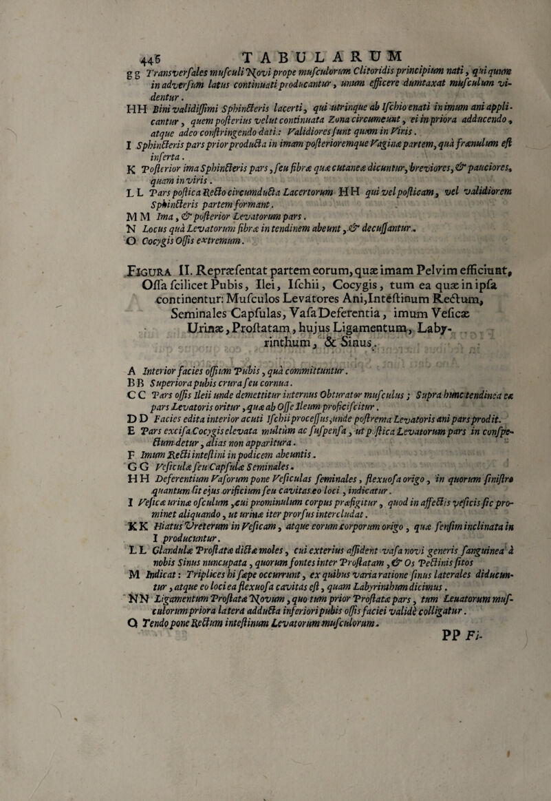 445 T A B U L A R T7 M g g Transverfales mufculi Jfovi prope mufculorum Clitoridis principium nati, qui quum inadverfum latus continuati producantur, unum efficere dumtaxat mufculum vi¬ dentur . HH Binivalidiffimi SphinCl eris lacerti, qui utrinque ab Ifchioenati in imum ani appli¬ cantur , quem poflerius velut continuata Zona circumeunt, ei in prior a adducendo, adeo confringendo dati.: Validiores Junt quam in Viris. I Sphincteris pars prior produCla in imam poflerioremque Vagum partem, qua framulum efi inferta . . K Toflerior ima Sphincteris pars yfeu fibra qua cutanea dicuntur, breviores> & pauciores^ quam in viris. LL TarspoflicaReClocircumduCta Lacertorum HH quivelpofUcam, vel validiorem SphinCleris partem formant. M M Ima, & poflerior Levatorum pars. N Locus qua Levatorum fibra in tendinem abeunt y& decujjantur,. G Cocygis O/Jis extremum. Figura II. Repraefentat partem eorum, quae imam Pelvim efficiunt. Offa fcilicet Pubis, Ilei, Ifchii, Cocygis, tum ea quae in ipfa continentur: Mufculos Levatores Ani,Inteflinum Re£tum, Seminales Capfulas, VafaDeferentia, imum Veficae Urinae, Proflatam, hujus Ligamentum, Laby¬ rinthum, & Sinus. 4 • r i *. . A Interior facies offutm Tubis, qua committuntur. B B Superiora pubis crura f eu cornua. C C Tars offis ileii unde demettitur internus Obturator mufculus; Supra hunc tendinea ea pars Levatoris oritur yqua ab OffeIleum profkifcitur. DD Facies edita interior acuti ifchii proceffuspmde poflrema Levatoris ani pars prodit. E Tars excifa Cocygis elevata multum ac fnfpenfa, ut p fica Levatorum pars in confpe- Cium detur, alias non apparitura. F Imum Redi inteflini in podicem abeuntis. G G Veficula feuCapfula Seminales • H H Deferentium Vaforum pone Veficulas feminales, flexuofa origo , in quorum ftniflro quantum Cit effis orificium feu cavit as.eo loci, indicatur. 1 Vefica urina ofculum ,cui prominulum corpus pr a figitur, quod in affeCl is yeficis fi c pro¬ minet aliquando, ut urina iter prorfus intercludat. KK Hiatus Vreterim in Veftcam, atque eorum torporum origo, qua fenftm inclinata in I producuntur. L L Glandula Troflata diCla moles, cui exterius affident vafa novi generis f anguinea d nobis Sinus nuncupata, quorum fontes inter Troflatam ,& Os TeClinis fitos M Indicat: Triplices hi fape occurrunt, ex quibus varia ratione fwus laterales diducun¬ tur , atque eo loci ea flexuofa cavitas efl, quam Labyrinthum dicimus. N N Ligamentum Troflata 'Ffovum, quo tum prior Troflata pars, tum Leuatorum muf¬ culorum priora latera adduCla inferiori pubis offis faciei valide colligatur. Q Tendo pone Re Cium inteflinum Levatorum mufculorum. PP Fi-