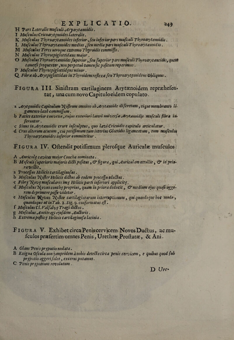 rt EXPLICATIO. :24j H Tars Lateralis mufculi Mryarytmoidis. I MufculusCricoarytenoidei lateralis. K Mufculus Thyroarytanoides inferior ,feu inferior pars mufculi Thyroarytanoidis. L Mufculus Thyroarytanoides medius fjfeu media pars mufculi Thyroarytanoidis . M Mufculus Teres utroque extremo Tbyroidis commiffo. N Mufculus Thyroepiglottidaus major . O Mufculus Thyroarytanoides fuperior ^feu fupcrior pars mufculi Thyroarytaneidis, queri tametfifrequenter ,nonperpetuo tamen ficpofitum reperimus. P Mufculus Thyroepiglottidaus minor. Q Fibra ab Mryepiglottidao in Thyroidem reflexa feu Thyroarytenoideus Obliquus. Figcjra III. Siniflram cartilaginem Arytaenoidem reprashefen* tat) una cum novo Capitulo eidem copulato. a Mrytgnoidis Capitulum TS^oftrum omnino ab Mrytanoide difcretum, eique membraneo li¬ gamento laxe commiffum. b Facies exterior convexa ,cujus exteriori lateri univerfa Mrytanoidis mufculi fibra in¬ feruntur . c Sinus in Mrytanoidis crure infculptus, quo laviCricoidis capitulo articulatur. d Crus alterum acutum, cui poti/Jimum tum interius Glottidis ligamentum, tum mufculus Thyroarytanoides inferior committitur. Figura IV. Oflenditpotiflimum plerofque Auriculas mufculos •A Muricule cavitas major Concha nominata. B M ifculi fuperioris majoris ditiipofitus, & figura, qui Muriculam attollit, & iriprio- ra vellit , Trocefjus Helicis cartilaginofus. Mufculus Tfofter Helicis ditius ab eodem pyocefju eduflus. c Fibre Ts{ovg mufculares ime Helicis parti inferiori applicite. d Mufculusffovus conche proprius > quam in prioradeducit > & medium ejusquaft agge¬ rem deprimerepojfe videtur. c Mufculus Q^ovus 'ifoller cartilaginearum interruptionum 5 qui quandoque hoc modo , quandoque ut inTab. i. Sig. 9. conformatus efi. f Muf :ulus Cl. Falfalve Tragi dittus. g Mufculus Mnti tragi ejufdem Mutioris . h E xtremapoftic£ Helicis cartilaginof a lacinia. Figura V. Exhibet circa Penis cervicem NovosDudlus, acmu- fculos praefertim omnes Penis, Urethra Proflatae, & Ani. A Glans Tenis preputio nudata. B Exigua Ofcula non jampridem d nobis deteffa circa penis cervicem, e quibus quod fub prgputio aggeri f olet, excerni putamus. C Tenis pr epntium revolutum . D Ure- 1 \