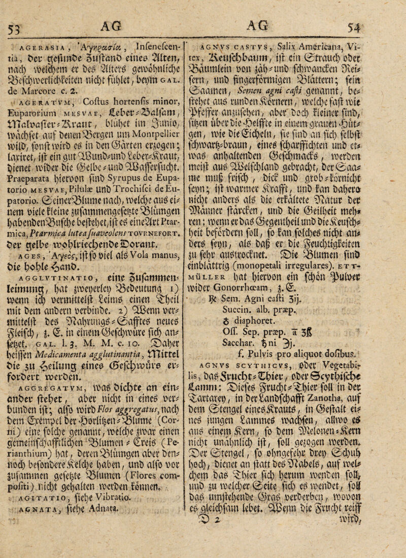 agerasta, ’Αγήζασία , Infenefcen- ώ, frei· gcfimbe SuftanO etnee eilten, nad) welchem er bcS SllterS gewobnlidje 35efd)mcrtid)Eeit<n nichtfüllet, bei/m gal. de Marcore c. 2. ageratvm, Coftus hortenfis minor, Eupatorium mbsvae, iibtt#23öljßnt, XÜcXvaficviTXvam, blutet im 3nnio, nxidbfet auf betten SSetgen um Montpellier wijb, fenft wirb es in Den ©arten erregen; layitet, t|i ein gut (X8unb#unb Eebet^Ataut, bienet wtbet bie @elbe *uub <2Baferfud)t. Praeparata hiervon finb Syrupus de Eupa- torio mesvae,Pilulae unbTrochifci deEu- patorio. SeinetSöiume ηαφ, Welche aus ei; nem »tele fieine tufammengefe|te SBlttmgen l)abenben35ufcl)e beftebetüfEeS etneWtt Ptar¬ mica, Ptarmica luteafuaveolens tovrnefort. bei* gelbe ivot)lricd)cnbe sDornnt. a g es , Άψες,ijlfo biel ais Vok manus, bie bohle <oant>. agglv τι natio, eine 3ujhnittieii< leiimmg, bat jwcverlci) ^8ebeutung i) wenn id) vermitt# heitnS einen ©teil mit bem anbern vetbinbe, z) !2ßenn ver# miiteid bes ^RabrungS # Saftes neues gieifcl) , j. <2. in einem @efd)wüte fid) an# fUjet. gal. 1.3. Μ. m. c. 10. ©aber betjfen Medicamenta agglutinantia, iTlittel 6ie 3» Teilung eines ©efcfwvihe ev< fovbert «»erben. AGGREGAT VM, 0X16 btct)te ött CtiO enber ftebet, aber nid)t in eines ver# bunben ift; alfo wirb Flos aggngatui. nad) bem ;<2>tmpel 6er 'Öerltben# diurne (Cor' ni) eine foldye genannt, we(d)e par einen gcmeinfd)afftitd)en Blumen # €reis (Pe- rianthium) bat , beren iBiümgen aber ben# noch befcnbere.fe(d)e haben, unb alfo vor jufammen gefegte Sßiutncn (Fiores com- pofiti) ηίφί gehalten werben donnern agitatio, fiebe Vibratio. agnata, fiebe Adnata. AG 54 agnvs castvs, Salix Americana, Vi¬ tex, 2\eufd)baum, ί)ΐ ein Straud) ober Sßäumletn von jäb^nnb febwanefen 9\ei# fern, unb fingerförmigen flattern; fein Saamen, Semen agni caftj genannt, be# ftebet auv runben Römern, weid)c faf wie Pfeffer anjufeben, aber bod) Eieiner ftnb, ftfeen über bie Reifte in einem grauen ffjitt# gen, wie bie @d)ein, fie finb an fid). felbjt fd)warh*btaun, eines fd)arffid)ten unb et« was anbaltenben @efd)macfs, werben meift aus'S.Beifcbianb gebracht, betSaa# me muf frifcb , bicE unb gtobAornidyt fegn; ift warmer ivvafft, unb fan baber» nid)t anberS ais bie erfaltete Sulfur bet Scannet favefen, unb bie ©eilhett meb* ven; wenn erbas ©egentbeilunb bie^eufd)# beit beferbern foll, fo Ean folcbes nid)t an# bers fep, als baf? er bie SeucbtigEeiten <ju febv austroefnet. ©te Blumen ftnö einblättrig (monopetali irregulares), ett- müller bat hiervon ein fd)on fpulvet Wtber Gonorrhoeam, 3, <5. Sern. Agni cafti 3»j- Succin. alb. prxp. $ diaphoret. Off. Sep. prxp. ä 3f Sacchar. $ηΐ 3j. f. Pulvis pro aliquot doitbus. agnvs scythicvs, ober Vegetabi¬ lis, baSSv«ct)t#Cbteu, ober©cytiytfcbe ftninm: ©iefeS Stad)t#©)ier foll in bet ©wtatet), tn ber£anbfcbaft Zanotha, auf bem Stengel eines JvtautS, in ©efialt ei# neS jungen Sammes waebfen, atiwo es aus einem Sern, fo bem 9}ieionen # ivern nid)t unähnlich ift, foll gezogen .werben» ©er Stengel, fo obngefebr btet) Sd)ub bod), bienet an fiattbeSJabels, auf weU d»em bas ^bier ftd) herum wenben foll, unb tu wefd)er Seite fid) es wenbet, foll bas umjiebenbe ©ras verbevben , wovon es gleid)fam lebet. SlBenn bie Sr«d)t reif