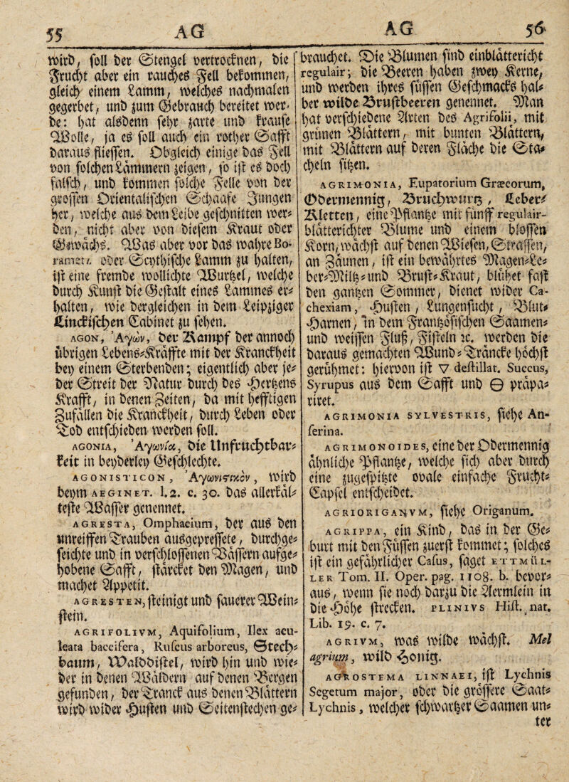 wirb, feil ber ©tehget t>ettxrocfncrt, feie $rttd)t aber ein raucbeg gell bekommen, gleich einem £amm, voeid)eö nacbmaten gegerbet, unb jum (gebrauch bereitet wer- be: bat aisbenn febr jarte unb fraufe (IÖo!!e, ja eg foil auch ein rother ©afft baraug flteffen. Obgleich einige bag $etl »on foid>enKammern jeigen, fo ijr eg boeb falfcl), unb iornmen foidjc Setlc bon bei· groffen Otientaiifd>cn ©ebaafe Sangen bei, weiche aug bem Selbe gcfdjnitten wer« ben , nicht aber non biefem Äraut ober @«tnacf)g. SBag aber t>or bag wahre Bo- ramst/. ober @cs)tt)ifd)e Samm ju batten, tjt eine frembe wollid)te 'IBurfeel, weiche bureb •‘Rund bie (Sejlalt etneg Sammeg er# batten , wie berglctdjen in bem £eipjtger ß.initt)ct)en Sabinet ju (eben. agon. Αγών, ber Z\ampf ber annodj übrigen £ebeng#j\rdjftc mit ber Ärancfbeit be») einem ©terbenben; eigenttid) aber je# ber ©weit ber Statur burd) beö Gerbens Ä'rafft, in benen Seiten, ba mit beffttgen Sufdllen bie Ärancfbeit, bureb Seben ober ^ob entfd)ieben werben fotl. agonia, 'Αγιον/«, bie Unfruchtbar# feit in beiderlei) (Sefcbtedjte. AGONIST ICON, ’ AyiOVWXCV , Wtt’b bepm AE Gin et. 1.2. c. 30. bag atlerfdt# tejfe Sßaffcr genennet. agresta, Omphacium, ber aug ben «nreiffen Trauben auggepreffete, bttrd)ge# feiebte unb in betroffenen Gaffern aufge# bobene ©afft, fldrdrct ben 9)?agen, unb macbet Appetit. a g r e s t e n, peinigt unb fauerer 9lBcin# fbetn. agrifolivm, Aquifolium, Ilex acu¬ leata baccifera, Ru feus arboreus, ©tect)# kaum, WalbbifM, wirb bin unb wie# ber in benen ABatbern auf benen '-Bergen gefunben, ber tränet aus benen ^Blattern wirb wiber «fpupen unb ©eitcnped)en ge# f ' brauchet, ©te ^turnen ftnb einbldttericbt regulair; bie Leeren haben jwep Äerne, unb werben ibreg füffen (Sepbmacfg bat# ber wtlbe 23rupbeeren genennet, \))tan bat perfdjiebcne Strien beg Agrifolii, mit grünen Q3tdttern, mit bunten 'Aicittcra, mit ^Mattem auf beren fläche bie ©ta# d)etn ftfjen. agrimonia, Eupatorium Graecorum, (Dbevmennig, 23rucb>wHrt3 , Hebet· liierten, eine ^ftanfee mit funff reguhir- btatteridper Qjiutne unb einem bioffen ilorn, wäd)jt auf benen SÖtefen, ©traffen, an Saunen, tft ein bewdbrteg SOtagen#Se# bcrüOiilf;#ur.ö iBrup#5\faut, blühet faff ben ganisen ©omtner, bienet wiber Ca¬ chexiam , Tiujlen, Sungenfucbt, SB tut# tarnen, ln bem Sranfeofifdjen ©aamen# unb wetffen Stuf, Sipein tc, werben bie baraug gemachten SButtb # Branche boebp gerübtnet: bieroon tjl v deftillat. Succus, Syrupus aug bem ©afft unb © prdpa# riret. ; agrimonia sylvestris, fiebe An- rerina. a g r 1 m 0 n o 1 d e s, eine ber Dbermennig dbnitd)c ^jlanbe, welche fid) aber bureb eine jugefpifete obaie einfache Stud)t« Ctapfcl entfdjcibet. agrioriganvm, fiet)e Origanum. AGRirpA, einÄtnb, bag in ber (Sc# burt mit ben puffen juetp fommet; fotebeg i|t ein gefährlicher Cafus, faget ettmül- ler Tom. II. Oper. pag. uog. b. bcbOt# aug, wenn fie nod) barjubie Siermiein in bie'Öobe (treefen. plinivs Hid. nar. Lib. 19. c. 7. agrivm, wag witbe wdcbp, Mel agriimi, will) -^onig. a Q\ o s t e m a linnaei, t|t Lychnis Segetum major, ober bie groffere ©aat# Lychnis, wetd)cr fdjwarbcr©aamenun# ter