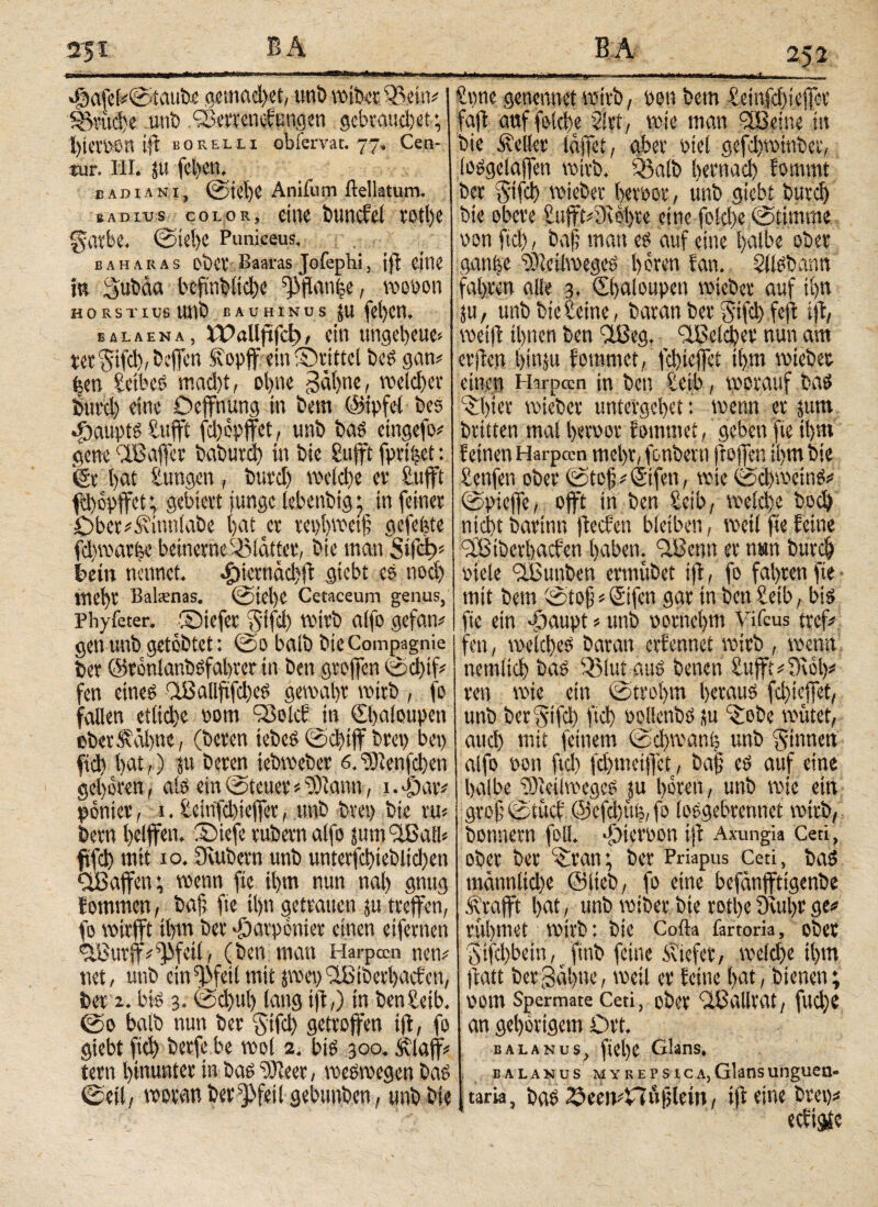 ‘@afe(*©taube acunid>et, unb wibct iBein# I Brüche unb ‘Serrenoftmgen gebrauchet; bietPOn ifl borelli obfervat. 77. Cen- tur. III. jU fcbcn. badiani, @id)C Aniium ftellatum. badius color, eine buncfel totl)e fyatbe. ©iel)e Puniceus. b a h a r a s obct Baaras Jofephi, jff eilte in Subäa bcfmbitd)e f|)ffan|e, wopon HORSTiyeUJIÖ bauhinus ju fel)Cn. balaena, ΙΡαΙΙρΓφ, ein ungeheue« tet 'Jtfci),&efjen Sopff ein ©rittet beS gart# feen Beib cs mad)t, oi>ne gähne, wcld)ev btifd) dne Deffuung in bem ©ipfel bes .föaupts Bufft fd)opffet, unb bas eingefo# gene dBaffct babutd) in bie Bufft fpri|et: (St l)at Bungen, butd) welche et· Bufft fd)6pffet; gebiert junge lebeubig; in feiner Dbcr#&'iuttiabe l>at er tepbmetß gefegte fd)mathe beinerne Blatter, bie mem δ»ΓΦ5 kein nennet. 4i>ictnäd)ff gtebt es nod) tne^r Baltenas. ©tel)e Cetaceum genus, Phyfeter. ©iefer §ifd) wirb alfo gefan# gen unb getobtet: @0 baib bie Compagnie ber ©ronianbsfabter in ben gtoffen ©d)tf# fen eines ‘IBallfffcbeS gewahr wirb , fo fallen etliche 00m 98olcf in Cbaloupen ober Sühne, (beten tebes ©d)tff bret) bei) fiel) bat,) su beten tebmeber 6. Glenfcben geboren, als ein Steuer 5 Glann, 1. $at# ponier, 1. Beinfd)tefferunb bret) bie tu* bern bdffen. ©iefe rubern alfo sum 9tßatb ftfcb mit 10. Ovubern unb untetfchieblid)en aßaffen; wenn fie itym nun nab gnug fotnmen, baf> fie il)n getrauen ju treffen, fo roirfft ihm ber ■fiarpenier einen eifernen OBurjf^feil, (ben matt Harpan nen# net, unb ein^feilmitsmepOßiberbacfen, bet 2. bis 3. ©d)ul) lang ift,) in benBeib. @0 balb nun bet gifd) getroffen ifi, fo giebt ftd) berfe be mol 2. bis 300. ütlaff tetn hinunter in bas BBReer, weswegen bas ©eil, woran ber 5]>fdl gebunben, unb bie Birne genennet wirb, pon bem Beinfebieffet faff attffolcbe 2ltt, wie man Oßeine in bie Heller iaffet, aber siel gefd)toinber, losgelaffett voirb. föalb betnad) fommt ber $tfd) wiebet beroot, unb . giebt burd) bie obere Bufft#9vbbte eine fold)e ©ttmme oon ftd), baß mau es auf eine halbe ober gan|e GkümegeS boten fan. Sllsbantt fahren alle 3. Q)aloupen mtebet auf ii>n Su, unb bie Beine, baran ber $tfd) feff iff, weift ihnen ben Oßeg. OBelcber nun am elften binju fommet, febieffet ihm wieber einen Harpan in ben Beib, worauf bas fbier wieber untergebet: wenn er sutn brieten mal betoot fommet, geben fie tbm feinen Harpan mehr, fonbevn ff offen ihm bie Benfen ober ©tcß #<£ifen, wie ©cbwetnS# ©pieffe, offt in ben Beib, welche bod) nicht bartnn ffeefen bleiben , weil fte feine OBibevbacfen haben. OBenn er mm bureb Stele OBunben ermübet ifl, fo fahren fie mit bem ©toß * ©fen gar in ben Beib, bis fte ein -iiaupt * unb pornebm Vifcus tref# fen, welches baran erfennet wirb , wenn netnlicb bas Q3iutauS benen Bufft #9wb# teil wie ein ©trobm heraus fd)icffet, unb ber^ifd) ftcb POllenbS su 5ebe wütet, aud) mit feinem ©cbwant unb Sinnen alfo pon ftd) fd)tneiffct, baf es auf eine halbe Gleitweges ju hören, unb wie ein groß ©tücf @efd)ü(5, fo losgebrennet wirb, bonnern feil. φία'Ροη ijt Axungia Ceti, ober ber $ran; ber Priapus Ceti, baS männliche ©iteb, fo eine befänfftigenbe .Strafft hat, unb wiber bie rotlye 9utl)r ge# rühmet wirb: bie Cofta fartoria, ober Sifcbbein, finb feine Sliefer, welche ihm ffatt ber gähne, weil er feine hat, bienen; pom Spermate Ceti, ober 'iBallrat, fud)e an gehörigem Drt. balanus, flehe Glans. balanus myrerstca,Glansunguen- taria, bas 2peeipnüf;lein, tffeine Ovet)# eeftgie