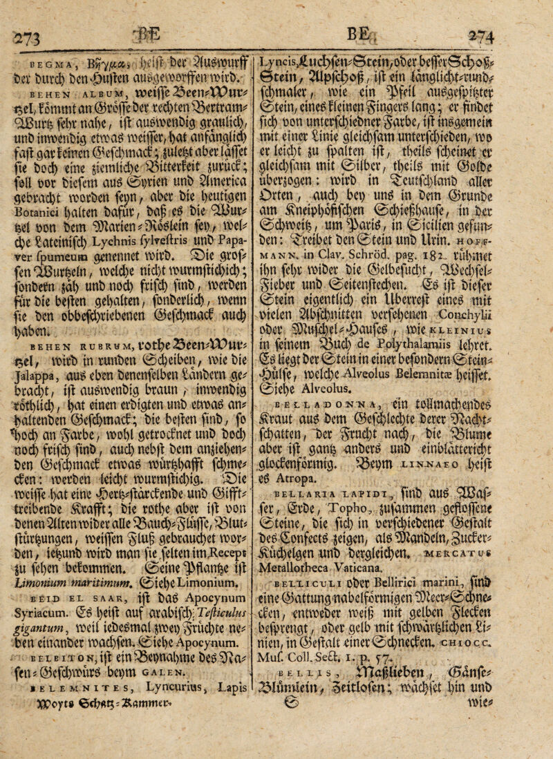 begma, b# ber pludwttrff ber ίίΐΗ'φ ben^ufien audgeworffenwirb. behen album, weijfe 23een#Wut# r,cl, kommt an ©reffe ber red)teni8ertram# c2JBurfe febr nabe, tft audwenbig graultet), unbtnwenbig etwad weiffer,l)at anfangltd) faft gar feinen ©efd>mack; fuleht abertaflet fie 6οφ eine jietnltcbe ^Bitterkeit juritck; fall t>ot tiefem aus Sorten unb America gebracl)t worben fenn, aber bie beuttgen Boranici halten bcifur / bafl ed bie IBut# feel eon bem harten#Dvodlein fei), wcl# d)e Sateintfcb Lychnis fylveftris unb Papa¬ ver fpumeuai genennet wirb, ©ie grof# fen Ißurfceln, welci)e nicl)t wurmftid)id); onbern jab unb ηοφ frtfi> ftnb, werben tir bie be|ien gebalten, fortbei'iidt), wenn fte ben obbefd)riebenen @efd)macf αηφ baben. ■->; >c.r! BEHEN RUBRUM, tSlCCWXOUV'' ρ,ύ, wirb in runben (Scheiben, wie bie jalappa, aud eben bencnfelben bänbern ge# brad)t, tfl audwenbig braun ,·- tnwenbtg ϊοφϋφ, bat einen erbigten unb etwad an# baltenben ©efd)mack; bie beften ftnb, fo φοφ an f$arbe, wobt getrocknet unb bed) ηοφ frtfd) ftnb, aud) nebft bem anjieben# ben ©efdjmack etwas wurhbufft fd)tne# eben : werben, leid)t wurmjticbig. ©ie weifle bat eine >&etl5#ftcirckenbe unb ©ifft# tretbenbe Ärafft; bie rotbe aber tft von benen Sitten wiber alle 93aukb#$tüfle, iS3tut# fiurfeungen, wetflen glufl gebtaud)et wor# ben, te^unb wirb man fte feitenimBecept ju feben bekommen. (Seine ^flanfje ijt limonium maritimum. (Siel)C Limonium. bl id el saar, ifi bad Apocynum Syriacum. (iS l)etft auf arabtfd); Teßiculus gigantum, weil iebcdmal pet) y§rüd)te ne# ben etnanber waφfen. Siebe Apocynum. eele iTONjift ein SSetmabme bed 5Ra# fen«@efd)w{tr5 benm galen. © ■ elemnites, Lyncurius, Lapis XPoyte Kammer. Lyncis)fi,itc^jbn#wteitt,oöerDe||eiOa?Gj.j# Θteilt, 2llpfd)oß, ijl ein iängltcbt#runb# fcbmaler, wie ein ^feil audgefpibter Stein, eineö kleinen $tngerd lang; er ftnbet fiel) oon unterfd)iebner 5arbc, tft insgemein mit einer finie gie^fam unterziehen, wo er leid)t ju fpalten tfl, tbetls fdjeinet er gletφfam mit Silber, tbcils mit ©olbe überzogen: wirb in ^rcuifdylanb aller Orten, and) bet) und in bem ©runbe am .fvneipböftfdten Sd)ieflbaufe, in ber Sd)»eifc, um ^artd, in Stellten gefun# ben: treibet ben Stein unb Urin, η o f *- mann. in Clav. Schröd, pag. i 8 t·. rühmet ihn fel)t wiber^ bie ©elbefitdit, IBecbfel# lieber unb Seitenfred)en. ©s ifr biefer ‘ ein Uberreft eine? mit Conchylii r KLEINIU S m lemem M>uci) de Polythakmiis idjreh & 9 » r , mid)Z Alveolus Belemnitis i)etfltk @jet)e Alveolus. E E L L A;D ΟΝ.ΤίΙ.^φ 10Hitt0Cl)bC0- Ämut m$ Dem ©^Iccijte betet fd)aitcn f Der §tud)t na#, Die %iume aber ifr c gan% minß tmD einbiattetid)t glockenförmig. SSe^m linnafo l)eijl ee> Atropa. BELLA RI A L AP I DI ? flltD fer, @tDe, 'Topho.,. ·jufammen.;g#to.ffene ©Ceine, t>ie fid) in retf#ieDenet ©eftalt jetgen, alö SSariDelU/ gucket^ Dergleichen^ u e r g at u $ MetallothGca Vaticana. belliclli oDet Bellirlci marini, ftUD eine ©αttung nabeIformigen cken, entmeber met§ mit gelben ßlecken befpvengt, ober gelb mit fd)mdr^itd)en £i.< nten, in ©eftalt etner@#neckem cnioca Muf. Coll. Seü. i . p. 77. bellis, illafdiebeit7 (B&nfc* ^lümlein ^ Seitlofen ; ira#fet Din nnD mt*