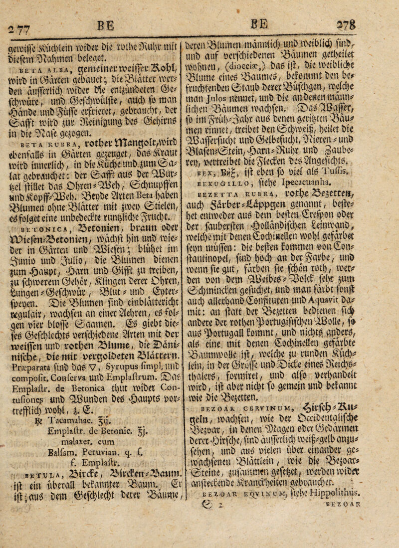 2 77 gemffe votbcr bie rothe 3vul)t mit biefem Diafmen beleget. BETA alba, genteinenveiffer&ot)l, tvirb in ©arten gebauet; bie Stätfee wer# bea aiiffcvitd) mtber Cie entpnbeten @e# fd)müte, nnb @efd)tvt#e, aud) fo man •Dänbe utibSuffe erfrieret, gebraud)t, bet ©aftt wirb pt 3vrimgung bed @ci)irnd in bie Dtafe gepgen. beta rubra, votfoct ebenfalls in ©arten genüget , bad Ä'raut wirb itmeriid), in bteÄdjeunb pm©a# iat gebv’Aud)ett bet ©afft aud ber ^Bur# (sei Met bas Obren# SM), ©dpupffen Hnbi\opff#SBel). Scpbe Slrten Beta ipben Blumen oi)ue:Sidtter mit pet) ©tielen, ed folget eine unbebecfte runb?(id)e Svucbt. betonica, Setomen, braun ober iPtefemSetonten, wad)ft f)tn unb mte# bet in ©arten unb Sßtefen; blutet int Sunto unb Sutio, bie Blumen bienen pm djaupi, -Dam unb ©tfft p treiben, p fd)tverem©el)6r, klingen btrer Offfen, Zungen # @efd)wüt, SJ3iut # unb r Egter# fp even. Sie Blumen fittb einblüiteridff wgutair, road)fett an einer Siebten, es fol# gen ulet bloffe ©aatne». Es siebt bie# fed @efd)ied)td verfd)iebene Slrten mit bet tuetffen unb rotten Shtme, bie Oätib nifebte, bie trat vergolbeten Slnttern. Pra;parata ftnb bad V, Syrupus fimpl ttttb ’ compofit, Conferva Uttb Emplaftrum. SaS Emplailr, de Betonica tl)Ut VOtbct Con- tufioneg unb Si'unben bes -DauptS vor#; tveffiid) mo!)l, E. _ _ ijj Tacamahac. §i|. Emplailr. de Betonte. jj. malaxet, cum Balfam. Peruvian. q. f, f, Emplailr. betula, Sitcfe, Sitifen^SöMtn. i|i ein überall bekannter Saum. Er iE (aus bem @efd)ied)t berer Säume, bereu iöiumcn männitd) unb metblitf) fittb, uttb auf i'erfd)iebenen Säumen getbeiiet TOolmen, (dioecis,) bad iff, blc weibliche diurne eines Raumes, bekommt ben ber frud)fenben ©taub berer Süfd)gen, voetdje mau Julos nennet, unb bie an betten mann* ftd)en Säumen wadtfen. Sas'lßajfer, fo imStiil)r3ai)r aus betten gerieten Sau#» tuen rinnet, treibet ben©d)wetf;, beitet bie SBaffetfud)t unb ©etbefud)!, Detere« # unb Slafen#©ietn, -pautt # 0vul)t unb gaube# ret), vertreibet bie iviecten bes 2lngeftd)id. bes, b^|, ift eben fo feiet als Tuffis, bexugillo, ftebe Ipecacuanha. 1ΕΖΕΤΤΑ RUBRA, VOf!)C 25f*CftC!f, aud) Sorbet: «fiippseii Scannt, befte# bet entmeber aud bem bejlemErefpen ober ber faubetfleii |)oiiänbifd)en ßeinmanb, weld)e mit betten €od)tBd!en wo 1)1 gefdrbet fct>n müffen: bie befhm fommen von Eon# (iantinopei, ftnb l)od) an ber §arbe, unb wenn fie gut, färben fte febon rotl), wer* ben von bem Söetbed # TSolcf febr ptn ©d)mtnefen gefud)et, unb man färbt fonjl and) aüerbanfe Eonfituren unb Aquavit ba# mit t an |batt ber Sejetten bebienen fid) anbere ber rotl)en^ortugiftfcüenc^ßo!le, fo aus Portugal! bommt, unb nid)td, gnberd, aid eine mit benen Eod)meßen gefärbte SavtmmoHe t(t, tveld)e p runben ^üd># lein, in ber ©rofe unb Skfe eines 9vetd)S# tl)aierd7 formtret, unb atfo vetiptibeit tvtrb, tft aber md)t fo gemein unb befantu wie bie Sejetten. EEZOAK CERVINUM, ■ijit'fC^ # ÄtM nein, tvad)fen, wie ber Oaibentglifc^e Separ , in benen ü)tagen ober ©ebarmen berer -Dirfcije, fmb dttfferiid) weingelb anju# fet)cn, nnb aus vielen über, etnanber ge# \vad)feneu Sldttlein, rote bie Sejoar# ©teine, pfammen gefegt, merben reibet anfieefenbe Äranefbeiten gebraudiet, _ ; - B e x.0 ar e qv in c m, f lebe Hippolithiis. @ z. . BEZO AR