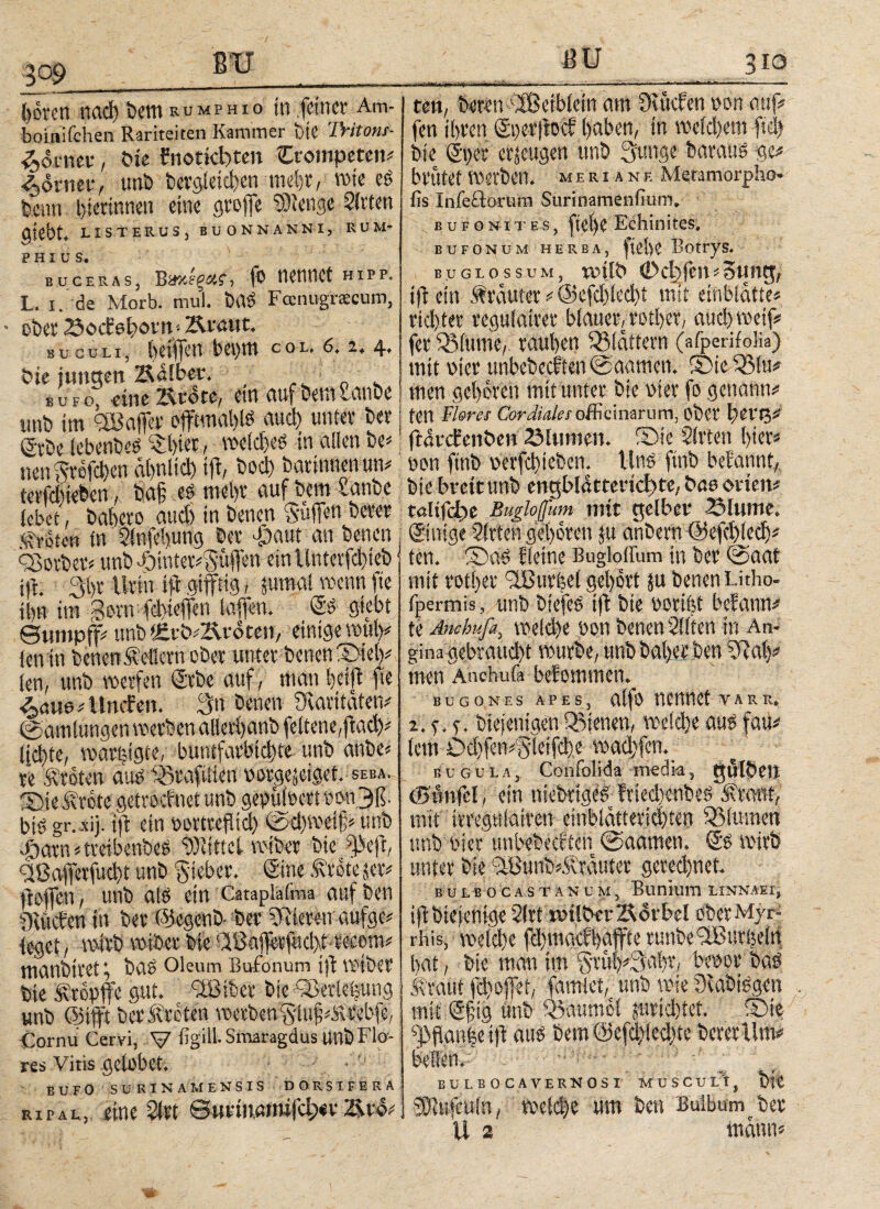 4» ijotcrt ηαφ bem rumphio in feiner Am- boinifchen Rariteiten Kammer bte Fritotis· ■^ornet*, öie fnoticbten trompeten# ■Corner, tmb bergletdjen trtebr, wie eg Fenn gerinnen eine gtoffe “Sßenge Sitten (Jtebt- LISTERUS, BUONNANNI, R UM¬ PHI U S. buceras, Β'ΜίξΆ?, fo nennet hipp. L. i. de Morb. mul. bag Fccnugnecum, • ober SocEsbottt· 2Araut. buculi, hetffen beprn c o l. 6.2, 4« feie jungen Ädlber. ■ . ,UFC^ eine »tote, ein aufbem£anbe unb im ^Baffer offrmal)tg aud) unter ber (jrbe lebenbeg ©}ier, weidjeö in allen be# nengrofcben dhnltd) tft, bod) bartnnenun# terfdueben, baf: eg mel>r auf bem lanb.e lebet, bahero aud) in benen Süffen berer dreien in Slnfehung ber £)aut an benen c^otbet# unb e6intet#Suflen etnllnterfd)teb tft. 3br Urin tft gifftig, jumal wenn fie ibn im gern febteffen taffen. @g gtebt ©umpff# unb i£tö#2Ar dten, einige vouty len in benenÄettern ober unter benen Siel)# len, unb werfen ©tbe auf, man helft ft« 4>öU6 # Uneben. 3n benen Üvarttdten# (gämlungen werben allerfyanb fe.ltene,jtad)# ljd)te, mäßigte, buntfarbld)te unb anbe# re Broten aug ©rafMitn oergejeiget. seba._ ©ie^rete getroefnet unb gepülbertiwn3ß· big gr. xij. tft ein bortreftid) ©d)weif> unb Jpavn«treibenbeg 9)iittcl wiber bie £)5eft, 2Bafferfud)t unb Sieber. ©ne .trete *er# öeflen, unb alg ein Cataplaima auf ben Quicfen in ber ©egenb- ber SRieeenaufge# leget, wirb wiber bie RfBaflerfud)t-recem# manbiret f bag oleum Bufonum ijt wiber bie Äropffe gut. dßiber bie ^Berleijung unb ©tfft ber treten werben^iu^trebfe, Cornu Cervi, V figill· Smaragdus unb Flo¬ res Vitis gelobet. ten, beren Ißetblein am Ovücfen non auf# fen ihren ©peritocf haben, in weid)em ftd) bie ©per eräugen unb 3«nge baraug ge# brütet Werben, meriane Meramorpho* fis Infeäorum Surinamenfium, i. BiiFosiTES, fteße Echini tes, BUFONUM HERBA, fie})C BotryS. buglossum, tvilo ©c!jfett#5ung, tft ein Ärdutet # ©efd)lcd)t mit einbldtte# rid)tet regulairer blauer, rotßer, aud) weif# fer 3Mume, rauhen 33ldttern (afperifolia) mit wer itnbebecf'ten @aamen. ©ie 33!u# men geboren mit unter bie vier fo genann# ten ihres Cardiales officinarum, ober t)ei'0# ftdrcbenöen 23lumen. ®ie Sitten hier# non ftnb \>erfd)teben. Uns ftrtb betrannt,, bie breit unb engbldttevtcßte, bas orten# taltfdte Bugloßhm mit gelber 2Mume. ©nige Sitten geboren ju anbern ©efdjlecb# ten. ©«g Keine Bugloffum in ber ©aat mit rotljer dßurlel gehört ju benen Litho- fpermis, unb biefeg ift bie bortht befann# te Ancbufa, weldfe »on benen Sitten in An¬ gina gebraucht würbe, unb bal)er ben SRai)# tnen Anchufa befomtnen» b u g o n f. s a p e s, alfo nennet v a r r. 2. y. s. btejenigen 33ienen, welche aug fau# lern Od)fen#5ieifd)e wad)fcn. b u g u l a , Confolida media, gulbeii öjwnfcl, ein niebvigeg träedtenbeg 5?rmit, mit irregtilairen einbldtteridfien 33lumen unb Pier unbebeeften @aamen. © wirb unter bie dßunb#Ärduter gerechnet. E U L B O C A S T Ä N U M , BuniUlTl LINNAEIj iftbiejenige Slrt tvilber Vorbei oberMyr- rhis, weld)e fd)ttiacfi)affte runbedßurlieln hat, bie man im Srüt)#3ai)r, beoor bag ii'raut fchoffet, famlet, unb wie üiabtggen mit ©fig tmb 33aumcl furidhtet. ©ie ^flanr?eift aug bem @efd)led)te berer lim# BUFO s urina mensis dorsifera ripal, eine Slrt euriiwtmfd;«rÄro# BULBOCAVERUOSI MUSCULI, SKufculn, wel^e um ben Bulbum ber Ü 2 mann# m