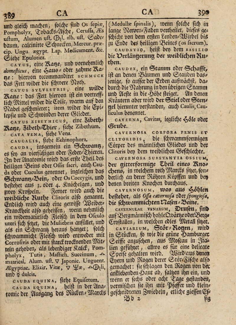 unb gleich machen, fotdye ffob Os fepi®. Pompholyx, ^obacfö4lfd)C, Ceruifa, /Es uftum, Alumen uil. φ^Ι. alb. uit. ©abif bäum, calcinirte ©ebneren, Mercur. pr$- cip. Ungu. ®gypt· Lap. Medicametit, &c. @iet)e Epulotica. catus, eine Katje, unbrorncbtnlid) domeßieus, CMC ijöUS f Ober Jöhtne TXo.' tje: hierpon recommanbtret schmuck baS §ett wtber bie fdpere 5ftotl). CATUS SYLVESTRIS, CtHC Tiatst: baS Seit hierpon ift ein wtr# ίίφ Mittel Wtber bieColic, warm auf ben CRabet gefchtnteret; item wtber btc Spi* lepiie unb ©chwtnben berer ©lieber. CATOS ZIBETHICUS, fitlC SlbCt^ Katse, Stbetb^biev, ftcije Zibethum. cava vena, fü'beVena. c AU CALIS, fielye Echinophora. c a u d a , tn^gemein ein ©φϊ»αη<3 i tß fei> an Pterfüfjtgen ober 0eber^l)ieren. 3'n berSlnatottiie wirb bas erfte ^beilbes heiligen 23etnS ober Offis facri, and) Cau¬ da ober Cuculus genennet, tngletchen bas ©φντ>αηί3?23βίη, ober Os Coccygis, unb beliebet aus 3. ober 4. Ärnkhelgen, unb jwep £rofpe(n. 'Sertier wirb aud) bie ύ?ίίΜίφβ Kutl)e clitoris alfo genannt. Snbltd) wirb aud) eine gewiffe ^Beibp Ärancfbeit alfo gebeijfen, wenn nebmüd) ein nnbernaturlid) Sletfd) in bem otculo uteri ftd) fciiCt, btC Muliebria anfüllet, Unb als ein ©chwan| lyevauö banget; fold) fd)wammicht 5 leifei) wirb entweber mit Corrofivis ober ruit ftaccftrocfnenben^Rit* teln gehoben, als lebenbiger Äalch, Pom¬ pholyx, Tutia, Mailich. Succinum, matrical. Alum. uft. v Japonic. Unguent. /Egyptiae. Elixir. Vitae, y ψ«, -“-(EMh Unb i dulcis. cauda e qju INA, fiel)e Equifetum. CAUDA E C^U INA, l)Cifl W bet 5ίϊ1Λ^ fomieber .Ausgang bes SuidenBarchs (Medullse fpinalis), Wenn fold)e ftd) in lange ^Rernru^aben oetthetlcf, btefeS ge« fd)id)t üon bem erften &enben/2Blebet bis ju Snbe beS heiligen Q3etneS (os Tacrum). caudatio, ί)ύβ bei) betn b a s i i. i α bie Uerl<tnger«ng ber wetblkiyen^«* tbett. caudex, ein ©tamm ober ©φα(ΐι> ift an benen Räumen unb ©tauben baSf jenige, fo auffer ber Srben aufwaebfi, baf bureb bie Nahrung in ben übrigen ©tamnt unb Slefle in bie φέΐκ (leiget. Sin bene« Krautern aber wirb bet* ©fiel ober ©teuf gel hierunter oerjlanben, aud) Caulis, Cau¬ liculus benennet. caverna, Cavitas, tegltd)e ^><5le obec CBiube. CAVERNOSA CORPORA PENIS ET clitoridis, bie fcbwatnittformtgett Sorper bes männlichen ©liebes unb bet? clitoris bei) bem weiblichen ©efchlechte. CAVERNOSA SUBSTANTIA OSSIUM, ber gitterfonmge Zfyeil eines Kneif dyene, in weldfem rotl) SHarcfS filet, fotif berlid) an berer 9wl)ren Äopjfen unb bet* benen breiten Knochen burdhaus. cavernosum, was aus ^^hiett beftehet, aiS Oft cavernofa oberfpongwfa, bie fchwammidyten Hafen f 2Jeine. cavernulae venarum, iDutfen, fmb auf iSevgmdtmtfd) hohleOwärfee oberSBerg« SrpjMen, in weichen ebies tOietaH filet. CA VIARIUM, ©tot flogen, wirb in ©tuchen, fo wie bie grüne jpamburget ©etffe anjufehen, aus SiJlofcau in 3ta* lien gefuhret, allwe es für eine belieate ©peife gehalten wirb. 9tGirb aus benett Spern unb SRogen berer ©tor#.§tfd)e alfo gemad)et: fie (dilagen benJ)iogen Pon bet anflebenben $aut ab, fallen ihn eiü, unb t ^age gefianbett, Pfeffer unb Hetrtf 1 etliche gieffenSf wenn er fechs ober ad) permifchen fie ihn mit gefchnibtenen gwiebeln
