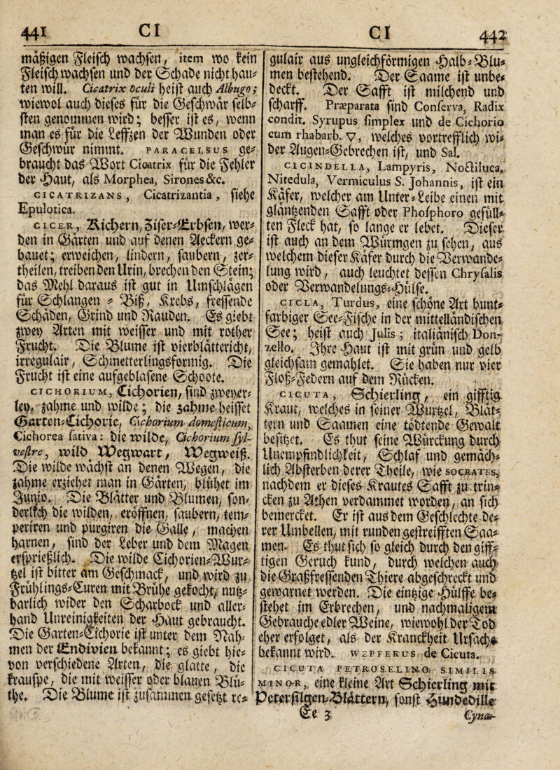 mäßigen Sletfd wad)feit, item wo fein Sletfd Wvidjfen unb bet ©dabe ηίφφαη, tett Will. Cicatrix Oculi [)Ct|f απφ Albugo; wiewol aud) btefcs für Die ©efdjmär feit* ftcrt genommen wirb; beffer ijf eö, wenn man eö für bte Seffjen Der ‘SSunben ober ©efdwut nimmt, paracelsus ge, braud)t Das Cfßort Cicatrix fur Die Selber ber T)aut, als Morphea, Sirones&c. cicatrizans , Cicatrizantia, ftelje Epulotica, c i c e r , 2Μφβηι, difcvAJEvbfen, wer, ben in ©arten unb auf benen Siedern ge, bauet; erweisen, linbetn, faubern, jer, tlfeilen, treiben Den Urin, breci)cn ben ©tein; Das ‘üHebt Daraus ijf gut in Utnfd>iägen für ©drangen , 23iß, Strebs, freffenbe ©d)dben, ©rinb unb öiauben. ©S giebt jwet> Sitten mit weijfer unb mit rotier Srudt. ©ie 5>lume ijf olcrblätteridt, trreguiair, ©d)mettcr(ingSformig. ©ie Studt ijf eine aufgeblafene ©d)oote. cichorium, Cichorien/fmb jweper, len, jal)mc tmb wiibe; Die scdme- beiffet (BartemCtC^one, Cichorium domeflicim, Cichorea fariva: bie tütlÖC, Cichorium fyl- veßre, nnlb tpegnmtt, fPegvoel jf ©te wiibe wddjf an Denen flBegcn, Die jaljme etjteüei man in ©arten, blühet im Sugto. _ ©te glatter unb iQ3lumen, fow ί>€¥ίίφ bie wtlben, eröffnen, faubern, tem, perlten unb pütgtren Die ©alle, mad)en tarnen, ftnb Der Seber unb Dem Klagen erfpriefitd). ©te wiibe Stdorien,äBur,’ Kl ift bitter dm ©efdmad, unb wirb jm jtül)iingS,£uten mtt^Srüfee gefod)t, nute bariid) wiber ben ©djatbed unb aller, banb Unreinigfeitcn Der -öattt gebraucht. ®te ©arten,€id)orie i(l unter Dem 2ffaly men ber ISnbmten befannt; eö giebt bie, pon oerfdiebene Sitten, Die glatte, Die fraufpe, bie mit weiffet ober blauen S33ifts tlje. ©ie Sßlume ijf jufammen gefefet rc» * gttlair aus ΐίη^ίοίφ^ητη'ιαεη JöalbiSStu* men beffel)enb. ©er ©aatne ijf unbe< beeft. ©er ©aff ijf nitldenb unb fdatjf. Prsparata finb Conferva, Radix condit. Syrupus iimplex unb de Cichorio cum rhabarb. V, WCldieO OOVtrefflid) Wt« bet Slugen,@cbrcd)en ijf, unb Sal. cicind £l l a , Lampyris, Noöiluca, Nitedula, Vermiculus S. Johannis, ift CUT Sigfet, weidet am Unter «Selbe einen mit glanüenben ©afft ober Phoiphoro gefüll¬ ten Sied i)at, fo lange er lebet, ©iefet ijf aud) an Dem flßünngen ju feijcn, aus weldem btefer Stufet burd) bieOderwanbc lung wirb, aud leuchtet bejfen Chryfalis ober Qßerwanbe lungS* p ftffe. c i c la, Turdus , eine fdone Slrt bunt, tgjfäji in ber mtUellcinbifden απφ Julis; itaiidnifd) Don-» 7,eiio, ^i)te |)aut ijf mit grün unb gelb gleidfam gemeldet, ©te haben nur oicr Sl#Sebern auf Dem Dutd-en. cicuta , βφίβνΐίη«, ein gijftig Straut, weld)es in feiner fSurfeel, 95iat* fern unb ©aamen eine tebtenbe ©ewait befifeet. ©S tl)Ut feine ilBürdung burd Uncmpftnbltdfeit, ©dlaf unb gemdd>« Ιίφ Slbjferben Derer ©l>ciie, wie socrates, riadbem er biefeö ÄvauteO ©afft ju trin* den ju Sitten oerbammet worben , an fid bemerdet. (5r ijf aut) Dem ©efdledte De# rer timbcüen, mit runben gejireifften ©aa. ©ee; UMfii* UyUi f iiy |ü yiClu) νΙΙΙφ CCnylfff tigen ©erud funb, burd weiden audf· gewarnet werben, ©te einfeige Tiülffe be« im ©rbrcdjen, unb nadjmaligem: ud)eebler<iBetne, wtewol)lber©ob c!)er erfolget, als ber ivrandl)eit Urfdd«. befannt Wirb, wepfe k us de Cicuta. CrCCTA PETitOS-EXIKOi SIMILIS m i n cpr„ eine fieine Slrt βφίειΊίη^ mir tm^idttev») fonjf ^tmbebüle e $'