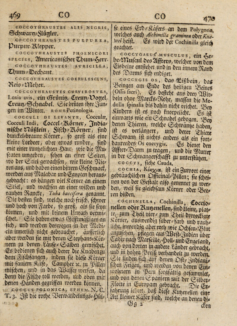 ___47® fe eincg <5rb*faferd an bcm Polygone, Welißed αΐίφ AlchimÜla graminea, obctKna- w Ixifi ©d Wirb b{t Cochinilk aleicÄ geachtet. c o C C Y GAE U S* M U S C U L U S . CUl && iwtTTnjail bes2iffcev0,weid)et ootvbem ©tdbeme entließet unb in beit innem 3ranb bed ©armd fteß enbiget. coccvsis os, bau ttißbein, ba$ ^«ngen am ©tbe b« ßeiligen «ein« (Oiiis iacn). & befielt awö bw> CiBir# beitt oßne ?<)ΐarefe^Sio{>r, majfen bte Me¬ dulla fpinalis bidbaßm nid)t veicbef. «e» ffebern tjft ed nod) fnorpelicßf. ff einroavtiS wie ein ©cßnabel gebogen «m benen gieren, meidjc ©d)wmn|e haben» i)i is »erlanget*, unb berer Abiere @oßwanh tji nießtd anberd ald ein fort» baurenbed; Os coccygis, <gg bienet' ben 9(fft<v£)am gu tragen, unb bie $iuttcr in bet ©cßwangerfcßajft gu unierftöfeen. coccyx, fief>e Cauda. ,C?C,HI*’ K™X‘*. ein Suwert einet gebräuchlichen Cffieinal^illen; fie feßei* nen oon bet ©etfalt aljb genennet ju wer* ben, weil fte glekßfam ferner ober «ec* xen btiben. COCHIN-EI.I.A, Cochinilk, CocctO# nelien ober 1K mjcnellen, ftnb Heine, plafc* ie^ jutu ©κίί vier jttm ^ßeti brepreKgte Ä’omer, audwenbtg jtiber*farb unb raub* iid)t, mwenbtg aber retß wie Üd)fen*«iut gngujelxn, pflegen audSBefKSnbien tibet €ftbv nad) rülarfeiile, £olI* unö g-nadanb, aud) wn horten in anbere Sauber gebrad)t, unb tn büßen :Mt§ »erßanbelt tu werben! ©se imbgn ftcß;auf benen Dfe^nbiÄ ftßen geigen, «nb »erben non benen ©n* »ebnem in f φι forgfdltig gefämmlef, unb non benen ©paniem mit ber ©iiber*> Sfette in (Sutopam gebracht. ©je 0© coceus POIONICA, ephem.N.c. faßrung leßtei, baj} btefe ÄeeeKett eW . 3. m bie rotße.^erwönbefurigd*p{4 m ffeinerfgp fmb, wel|e anbenenS! ©0 ’i efett COCCOTHRAUSTES ALIS NIGRIS, Bcttmar-r^Slngler. COCCOTHRAUSTES PURPUREA, Purpur&lepper. COCCOTHRAUSTES PHOEN1CORI species, Qimevicanifd>cvZt)um^cvv· COCCOTHRAUSTES ATRICILL A , €ßum*iDed)önt, COCCOTHRAUSTES C Ο E RU L ES CE N S, Heia * \Tid)c v. COCCOTHRAUSTES CU RV I R O S T R A, Loxia avis, ein (Brunte, €m«3i£>ogel, £mip,*®d)mbel ©ie brüten tßre gun* gen imdSBtuter. ROHRPetinologia. COCCULI DI LEVANTE, CoCCulfP, Cocculi indi, Coccei iÄotner, 3nöta* nifdße Hufjiein, SifeiMMonier, ftnb buncicbbraune ferner, fo groß ald eine Keine Lorbeer, aber etwad tunbet, ftnb mit einer runi5eitd)ten φαηί, wie bie 931 tt< featen umgeben, fel)en an einer ©eiten, wo ber ©ttel gewad)fen, wie Keine 9Kei ren aus, unb haben einen bittern @cfd)tnacf, werben aud Malabar unb ©gppten beraub gebraeßt: eö ßängen piet .Corner an einem ©tiel, unb wad)fen an einer wilben unb raußen iTiaucte, Tuba baeäfera genannt, ©ie beiten ftnb, welche nod)frtfd), fcl)»er uttD bod) oon Jarbe, fogro§, afe ft'efepn tonnen, junb mit feinem ilnratb oermb fd)et. ©ie haben eiwad ©ifftmaftged an fteß, unb werben beswegen in ber iDieS# etn innerlich nießt gebrauchet, ättf|et’iid) aber werben fte mit benen ©tephandi^orv nern ju benen taufe* ©alben gemtfdxt. @d bebtenen fteß aud) berer bte Änaben^u feem gtfdhfangen, inbem fte btefe ferner mit faulem f äfe, Sampßer rc, ju Rillen mifeßen, unb in baö iffiaffer werfen, ba benn bie fS'tfcß« toll werben, unb oben mit benen ßdänDen gegriffen voerben fennen.