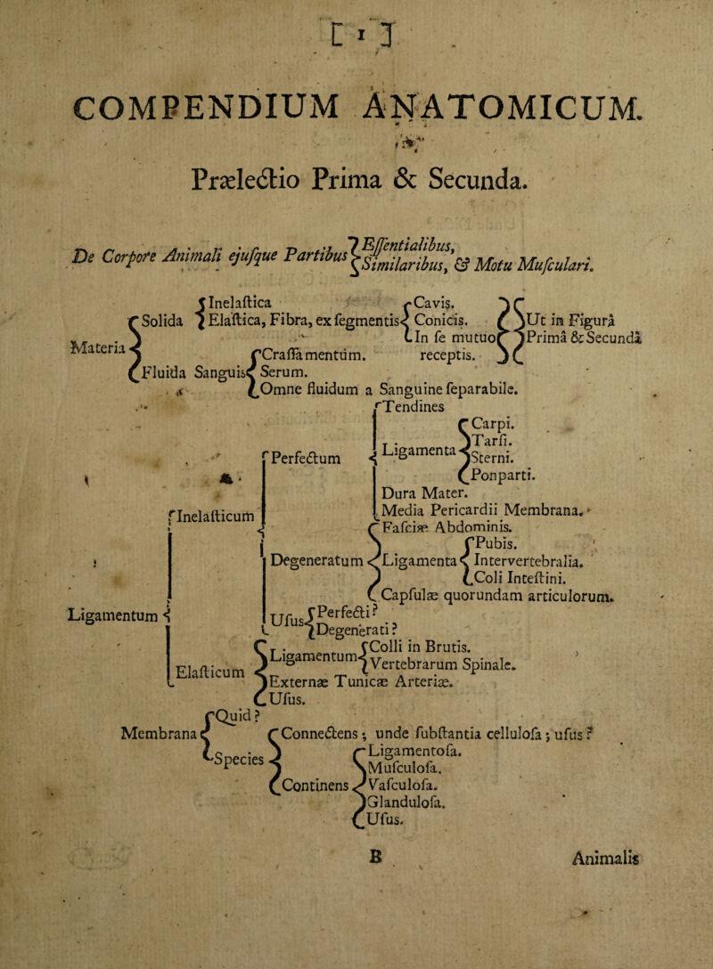 ■ r » Prade6tio Prima & Secunda. De Corpore Animali ejufque P^tibu^f^^& ^ MufcuhrL Jlnelaftica /«Cavis. r Solida J Elaftica, Fibra, ex fegmentis< Conicis. £ jUt in Figura C In fe mucuoQ^Prima & Secundi Materia < rCrafla mentum. receptis, ^Fluida SanguisC Serum. . ,i (.Omne fluidum a Sanguine feparabile. rTendines r Carpi. T . jTarfi. rPerfeflum .j Ligamenta ^Sternj (Ponparti. Dura Mater. ^Media Pericardii Membrana. * 'Fafcias Abdominis. N fPubis. Degeneratum «^Ligamenta\ Intervertebralia. P (.Coli Inteflini. ( Capfulae quorundam articulorum. TTr CPerfedti? L us (Degenerati? *T . _ CColli in Brutis. Elafticum L ‘g  “i Vertebrarum Spinale, i. 1 Externas Tunicas Arterise. CUfus. rQuid ? Membrana r r Conne&ens; unde fubftantia cellulofa j ufus ? CSneciesJ (-Ligamentofa. species ^ \MufcuIofa. Continens Vafculofa. rinelafticum i % I Ligamentum i iGlandulofa. Ufus. B Animalis