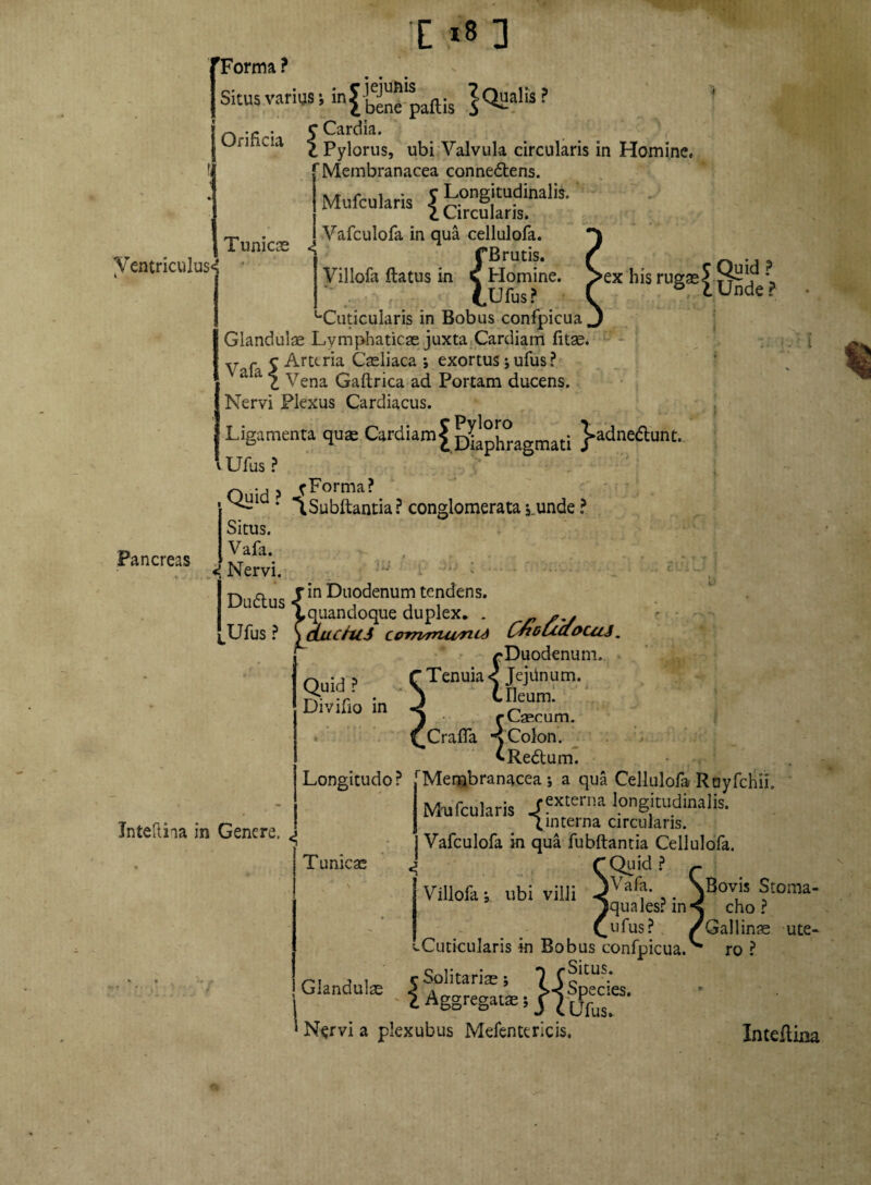 -jejunis ius, in^ ^ene paj^;s ualis ? Ventriculus* Pancreas f Forma ? I Situs varius n -r . c Cardia. lixivia £ Pylorus, ubi Valvula circularis in Homine. r Membranacea connedens. Mufcularis ^ongjmdinalil ^ . Vafculofa in qua cellulofa. •'I TunlC$ < fBrutis. / Villofa flatus in v Homine. Sex his rugae J.SiHj * (.Ufus? C i Unde ? ^Cuticularis in Bobus confpicua.) Glandulae Lymphaticae juxta Cardiam fitae. v r c Arttria Caeliaca ; exortus; ufus ? a a 1 Vena Gaftrica ad Portam ducens. Nervi Plexus Cardiacus. Ligamenta qus Cardiam ; ^adneflunt. v Ufus ? ry ? {Forma? * TSubflantia? conglomeratas.unde? Situs. _ Vafa. <( Nervi. Dudus in Duodenum tendens. J1 Lquandoque duplex. . JLJfus ? \auchlS cornTnwncd CnouaoutS. /•Duodenum. Inteftha in Genere. Tenuia < Jejiinum. Crieum. Quid ? Divifio in ^ .. .Cecuni. Craffa Colon. ^Redum. Longitudo? rMembranacea ; a qua Cellulofa Rnyfchii. Mn fodaris Jexterna longitudinalis. Qinterna circularis. Vafculofa in qua fubftantia Cellulofa. Tunicae CQuid ? Villofa; ubi villi Glandulae Vafa. \Bovis Stoma- quales?in^ cho ? _ufus? /Gallinae ute- ICuticularis in Bobus confpicua. ro ? Situs, es. r Solitariae j 1 C?1C • 1 Aggregat, * Nervi a plexubus Mefenttricis. Intefliim