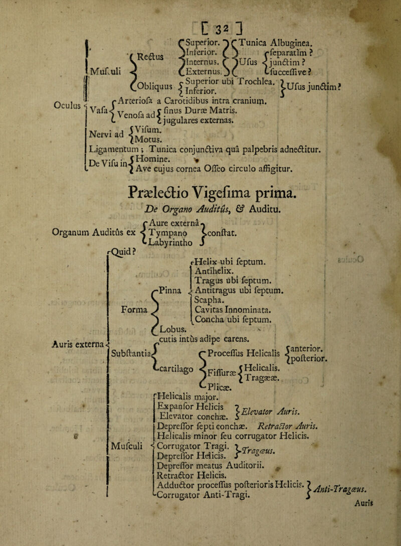 Re&us Mufluli C 32 3 ‘Superior, 'pr Tunica Albuginea. [Inferior. £ j rfeparatim ? [Internus. C yUfus <jun6tim? .Externus, j ( tfucceffive ? Obliquus {fXk!°rUbiTr0Chlea’ }UfusjunaimJ n , - r Arteriofa a Carotidibus intra cranium. u USVaVenofa ad r finus Durte Matris. C 6 jugulares externas. Ligamentum ; Tunica conjun&iva qua palpebris adnedlitur. D Vifj Homine. . e J Ave cujus cornea Offeo circulo affigitur. Prade&io Vigefima prima. De Organo Auditus> £? Auditu, r Aure externa Organum Auditus ex s Tympano sconftat. v. Labyrintho J '•Quid? rHelix ubi feptum. 1 Antihelix. Tragus ubi feptum. •rinna Antitragus ubi feptum. Scapha. Forma J Cavitas Innominata. LConcha ubi feptum. Lobus. , ' cutis intus adipe carens. Subftantiacf fProceffus Helicalis ^antJr*°r’ Auris externa ^ X cartilago ^Fiffurte|5elifa1^* ^polterior. Tragaeae. Plicae. Helicalis major. «as. i*—-.. Depreffor fepti conchae. Retraffor Auris. Helicalis minor feu corrugator Helicis. Mufculi ^ Corrugator Tragi. is. r Depreffor Helicis Depreffor meatus Auditorii. Retradlor Helicis. ceus. ♦ Adduftor procet pofterioris Helicis. lAnti.Tragtem_ ^Corrugator Anti-Tragi. J * Auris