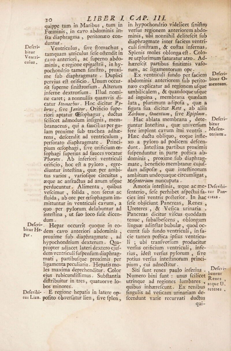 De feri- bitur Ventri¬ culus , Deferi- Ijitur He¬ par . Defcrlbi- tui Lien. JO LIBER 1. quippe tum in Maribus , tum in Foeminis, in cavo abdominis in¬ fra diaphragma , peritonaeo con¬ duntur . Ventriculus, five ftomachus , tamquam utriculus fefe odendit in cavo anteriori 5 ac fuperno abdo¬ minis^ e regione epigadrii, in hy¬ pochondrio tamen fmiftro, proxi¬ me fub diaphragmate . Duplici pervius ell orificio. Unum occur¬ rit fiiperne finiflrorfum. Alterum inferne dextrorfum. Illud nomi¬ ne caret; a nonnullis quarnvis di¬ catur Stomachus. Hoc dicitur Py¬ lorus 5 five Janitor. Orificio fupe- riori aptatur (Efophagus , duftus fcilicet admodum infignis, mem¬ branaceus, qui a faucibus per gu¬ lam proxime fub’ trachea adhae¬ rens , defeendit ad ventriculum , perforato diaphragmate . Princi¬ pium cefophagi , five orificium oe- fophagi fuperius ad fauces vocatur 'Pharynx. Ab inferiori ventriculi orificio, hoc efl: a pyloro , egre¬ diuntur intefiina, quae per ambi¬ tus varios , variofque circuitus , seque ac anfradus ad anum ufque perducuntur. Alimenta , quibus vefeimur , folida , non fecus ac fluida, ab ore per oefophagum im¬ mittuntur in ventriculi cavum, a quo per pylorum: delabuntur ad inteflina , ut fuo doco^ fufe dicen¬ dum . . Hepar occurrit quoque in eo¬ dem cavo anteriori abdominis , proxime fub diaphragmate , ad hypochondrium dexterum . Qua¬ propter adjacet lateri dexteroejuf- dem ventriculi fufpenfum diaphrag¬ mati , partibufque proximis per ligamenta peculiaria. Hepatis mo¬ les maxima deprehenditur. Color ejus rubicundiffimus. Subflantia diftribuitur in tres, quatuorve lo¬ bos minores. - E regione hepatis in latere op- polito obverfatur lien, five fplen, CAP. II l in hypochondrio videlicet flniflro verfus regionem anteriorem abdo¬ minis, ubi nonnihil delitefcit fub diaphragmate inter faciem ventri¬ culi finiftram, & coftas infernas, Splenis moles oblonga efl. Colo¬ re utplurimum faturatur atro. Ad- haerefeit partibus finitimis vafo- rum, ac ligamentorum ope. Ex ventriculi fundo per faciem abdominis anteriorem fub perito¬ naeo explicatur ad regionem ufque umbilicalem, & quandoque ufque ad inguina , membrana quaedam lata, plurimum adipofa , quae a figura fua dicitur Kete , ab aliis Zirbum y Omentum^ five 'Ep'iploon. Hac ablata membrana , dete¬ guntur Inteflina, quas univerfum fere implent cavum i*mi ventris . Haec dudu obliquo, eoque infle¬ xo a pyloro ad podicem defeen- dunt. Inteflina partibus proximis fufpenduntur in parte poftica ab¬ dominis , proxime fub diaphrag¬ mate , beneficio membranae cujuf- dam adipofas , quae inteflinorum ambitum undequaque circumligat, Mefenterium’ nuncupata . Amotis inteflinis, aeque acme- fenterio, fefe perhibet afpedtui fa¬ cies imi ventris pofterior. In hac fefe objiciunt Pancreas, Renes , Ureteres , & Vefica urinaria . Pancreas dicitur vifcus quoddam tenue , fubalbefcens , oblongum linguae adinflar bubulae, quod oc¬ currit fub fundo ventriculi, in fa¬ cie tamen poflica ipfius ventricu¬ li ; ubi tranfverfum producitur verfus orificium ventriculi, infe¬ rius, ideft verfus pylorum , five potius verfus inteflinorum princi¬ pium , cui adneiflitur. Siti funt renes paulo inferius . Numero bini funt : unus fcilicet utrinque ad regiones lumbares , quibus inhasrefcunt. Ex renibus fingulis ad veficam urinariam de- fcendunt varie recurvati duiflus qui- Defcrt- bitiir O- luentum. Defcrl- bitur Mefen- terium« Defcribi- tiir Pan¬ creas . Defer i- bunrul• Renes , atque Dri reteres .