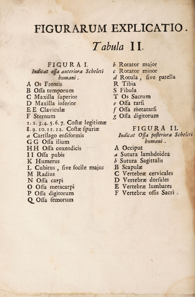 Tabula 11. FIGUR A I. Indicat ttffa anteriora Scbeleti humani. A Os Frontis B Offa temporum C Maxilla fu perior D Maxilla inferior E E ClavicuIjB F Sternum I. 2. 3.4. 5.6.7. Coftae iegitimse 8.9. IO. 11.12. Cofta fpuriiB a Cartilago enfiformis G G Offa ilium HH Offa coxendicis 11 Offa pubis K Humerus L Cubitus, five focile majus M Radius N Offa carpi O Offa metacarpi P Offa digitorum 0. Offa femorum h Rotator major^ c Rotator minor d Rotula , five patella R Tibia S Fibula T Os Sacrum e Offa tarfi / Offa metatarfi g Offa digitorum FIGURA II. Indicat Offa pofteriora Schekti humani. A Occiput a Sutura lambdoidea h Sutura Sagittalis B Scapulse C Vertebrae cervicales D Vertebrae dorfales E Vertebrae lumbares F Vertebra offis Sacri . /