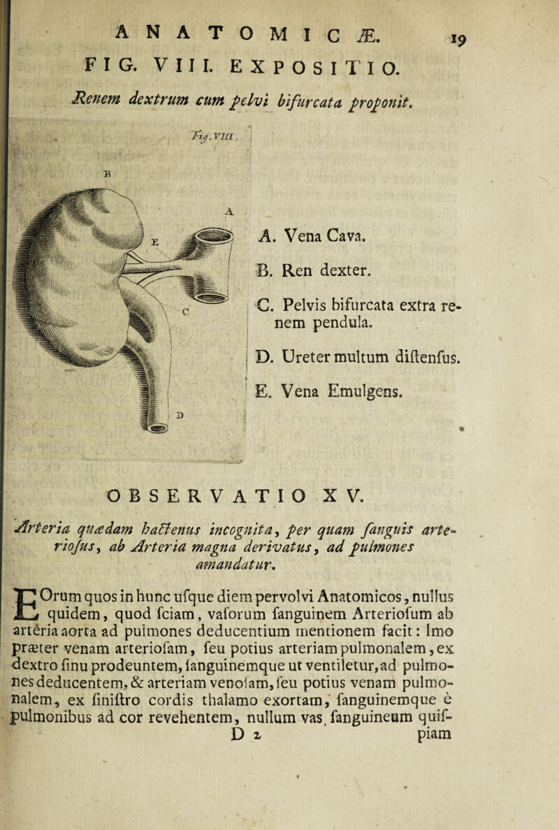 *9 FI G. VIII. EXPOSITIO. Renent dextrum eunt pelvi bifurcata proponit. Tiy.vm. '1 A A. Vena Cava. B. Ren dexter. C. Pelvis bifurcata extra re¬ nem pendula. j D. Ureter multum diftenfus. j E. Vena Emulgens. OBSERVATIO XV. > Arteria quadam hactenus incognita, per quam /anguis arte~ riojusy ab Arteria magna derivatus, ad pulmones amandatur. EOrum quos in hunc ufque diem pervolvi Anatomicos, nullus quidem, quod fciam, vaforum fanguinem Arteriofum ab arteria aorta ad pulmones deducentium mentionem facit: Imo praeter venam arteriolam, feu potius arteriam pulmonalem, ex dextro finu prodeuntem, languinemque ut ventiletur,ad pulmo¬ nes deducentem, & arteriam venoiam, feu potius venam pulmo¬ nalem, ex finittro cordis thalamo exortam, fanguinemque b pulmonibus ad cor revehentem, nullum vas, fanguineum quif- D z piam B