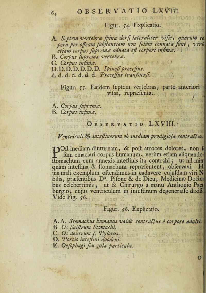 <>4 OBSERVATIO LXVTH. ' '' . i”' i - V- : u ) ,•! j '7'11 ■: r ‘ Figur. 5'4> Explicatio. A. Septem vertebra fpina dor[t later alit er vifiay quarum co pora per offeam fiubjlantiam non foliim connata fiunt, veru etiam corpus fiuprema adnata ejl corpori infima. - i B. Corpus fiuprema vertebra. C. Corpus infima. . . ; :■? D. D.D.D.D.D.D. Spinofiprocejfus. d. d. d. d. d. d. d. ‘Procejfus tranfverfi. :\ ■ Figur. 55. Eafdem feptem vertebras, parte anteriori : vifas, reprsefentat. / 1. 1 i 'd i j A. Corpus fiuprema. B. Corpus infima. i ^ i ^ .. ‘ ♦ I ‘ Observatio LXVIII. Ventriculi & inteflinorum ob inediam prodigiofia contracCio. POft inediam diuturnam, & poft atroces dolores, non fi lum emaciari corpus humanum, verum etiam aliquando itomachum cum annexis inteftinis ita contrahi, ut nil min quam inteftina & ftomachum repraifentent, obfervavi. H jus mali exemplum oftendimus in cadavere cujufdam viri N bilis, praefentibus 1>. Pifone & de Dieu, Medicinas Docloi bus celeberrimis, ut & Chirurgo a manu Anthonio Paer burgio; cujus ventriculum in inteftinum degenerafle dixifli Vide Fig. 56. •— •: , Figur. 56. Explicatio. } I • . % * + t ' . ‘ f 1 • It Jl I • ^ • * j * i * ! •*.**. ' 1!r* ’ * ■ j,' f 1 | ‘ % 11* 11 A. A. Stomachus humanus valde contractus e corpore adulti. Ii B. Os finifirum Stomachi. 'c I C. Os dextrum f. ‘Pylorus. ^ ‘11 D. Portio inteftini duodeni. E. Oefophagi Jeu gula particula. 1 O