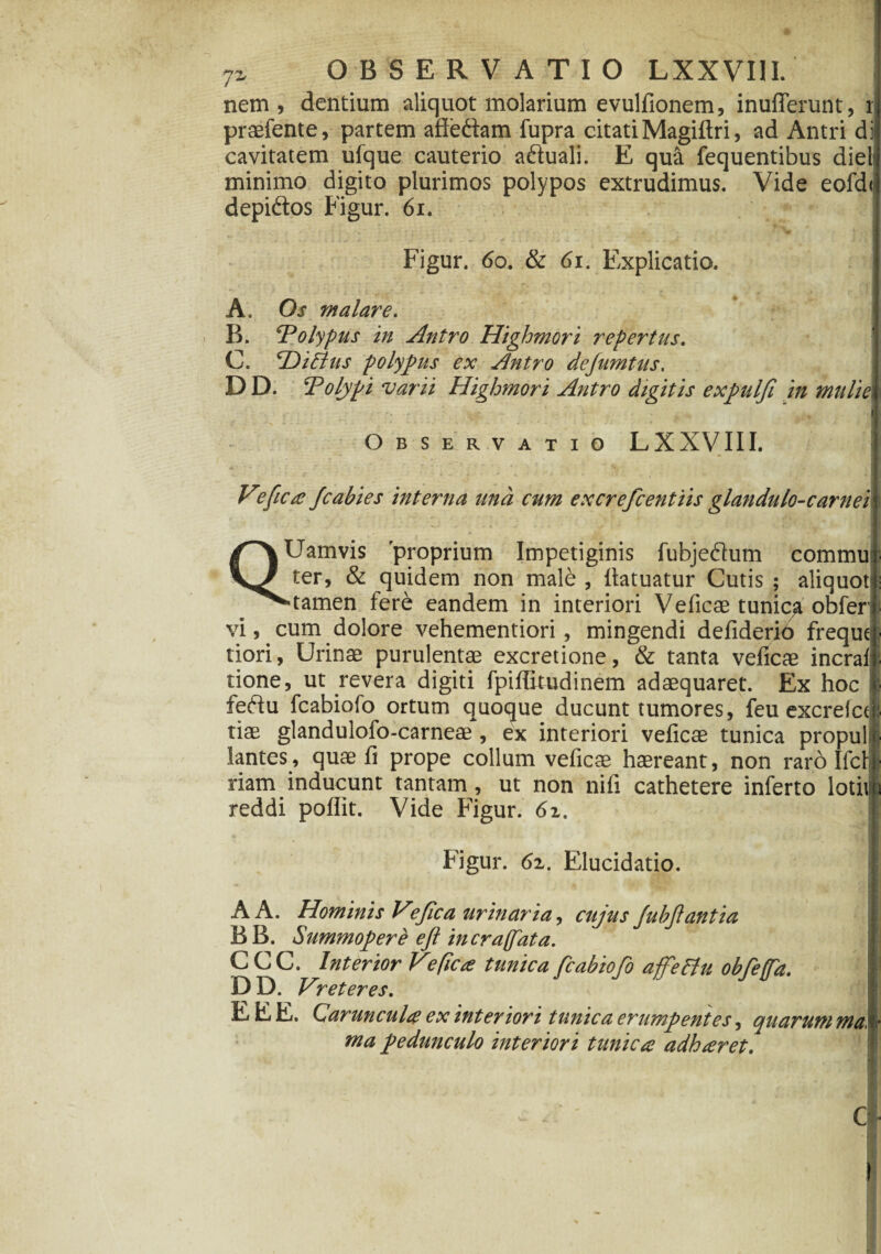 nem, dentium aliquot molarium evulfionem, inufferunt, r praefente, partem affeftam fupra citati Magiftri, ad Antri di cavitatem ufque cauterio aftuali. E qu& fequentibus diei minimo digito plurimos polypos extrudimus. Vide eofd depiftos Figur. 61. Figur. 60. & 61. Flxplicatio. A. Os malare. B. 'Polypus in Antro Utghmori repertus. C. ‘DiEtus polypus ex Antro dejumtus, D D. Polypi varii Highmori Antro digitis expulfi in muli e Observatio LXXVIII. V?fica Jcabies interna ana cum excrefcentiis glandulo-carnei /~\Uamvis proprium Impetiginis fubje&um commu ter, & quidem non male , fiatuatur Cutis ; aliquot ^Mamen fere eandem in interiori Veficae tunica obfer vi, cum dolore vehementiori, mingendi defiderio freque tiori, Urinae purulentae excretione, & tanta veficae incraf tione, ut revera digiti fpiffitudinem adaequaret. Ex hoc feftu fcabiofo ortum quoque ducunt tumores, feu excrefc* tiae glandulofo-carneae , ex interiori veficae tunica propul f lantes, quae fi prope collum veficae haereant, non raro IfclJ riam inducunt tantam, ut non nifi cathetere inferto lotivt reddi poliit. Vide Figur. 61. f igur. 6z. Elucidatio. A A. Hominis Vejic a urinaria, cujus Jubjiant i a BB. Summopere efi in craffata. C C C. Interior Ve ficte tunica fcabiofo affeflu obfeffa. \ D D. Vreteres. E E E. Carunculae ex interiori tunica erumpentes, quarum ma ma pedunculo interiori tunica adharet. i t