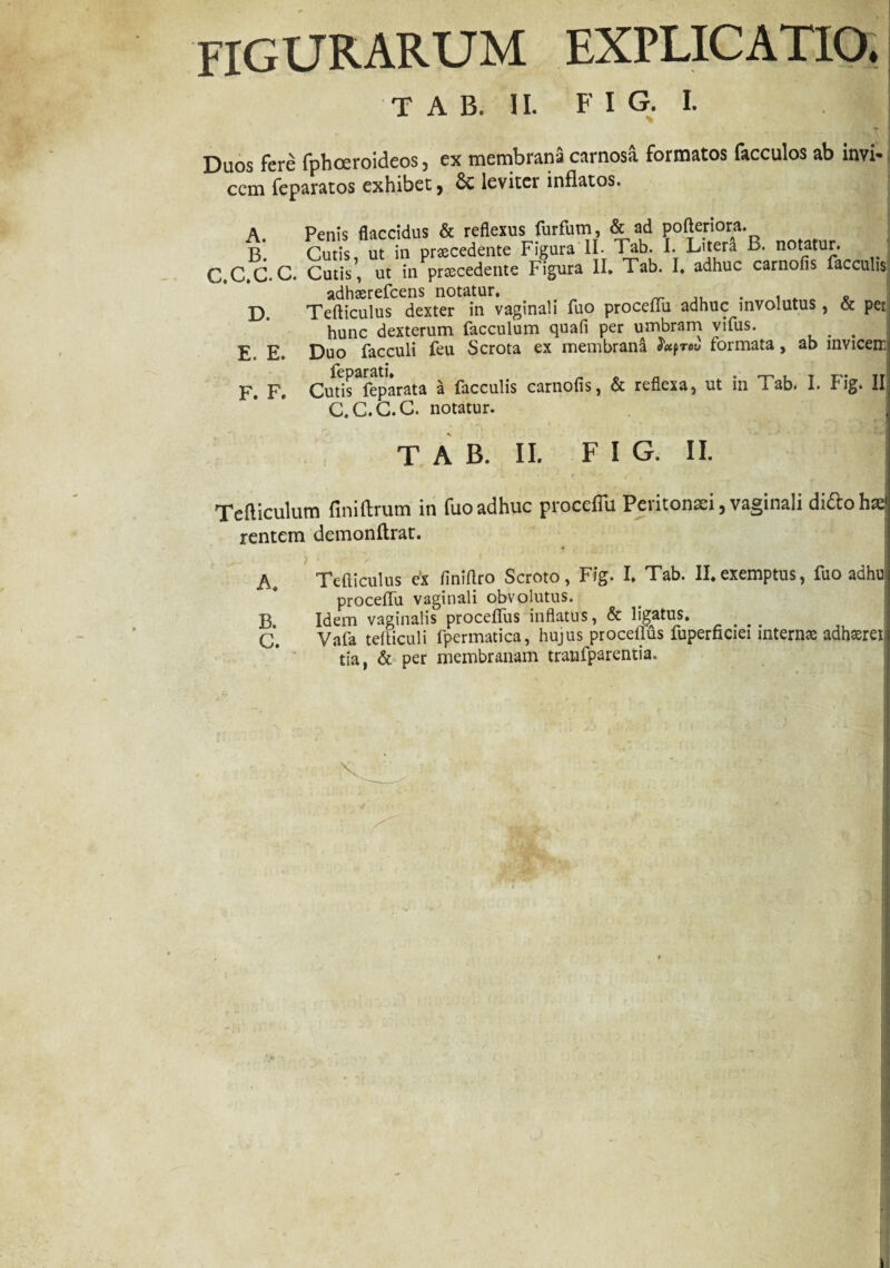 figurarum explicatio. T A B. II. F I G. I. Onos fere fbhoevoideos, ex membrana carnosa, formatos lacculos ab invi. cem feparatos exhibet, 6c leviter inflatos. A Penis flaccidus & reflexus furfum, & ad pofteriora. B*. Cutis ut in praecedente Figura II- Tab. I. Litera B. notatur, j C C.C. Cutis*, ut in praecedente Figura II* Tab. I. adhuc carnofis faeculis adhserefcens notatur. ,, . t „ D. Tefticulus dexter in vaginali fuo proceffu adhuc involutus, & per hunc dexterum facculum quafi per umbram vifus. . . E. E. Duo facculi feu Scrota ex membrana Jtyrov formata, ab invicem F. F. Cutis fepnrata a faeculis carnofis, & reflexa, ut in Tab. I. Fig. II C.C.C.C. notatur. T A B. II. FI G. II. ■ Tefticulum fmiftrum in fuo adhuc proceffu Peritonaei, vaginali di&ohaej rentem demonftrat. Tefticulus ex finiftro Scroto, Fig. I. Tab. II.exemptus, fuo adhu proceffu vaginali obvolutus. B. Idem vaginalis proceflits inflatus, & ligatus. ... f' Vafa tefticuli fpermatica, huius proceflus fupernciei interna adhsret tia, & per membranam tranfparentia.