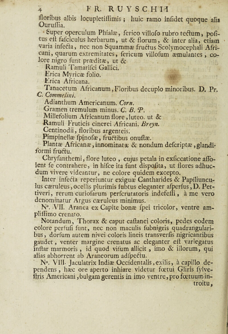 floribus albis locupletiflimis; huic ramo infidet quoque afia Ouruffia. Super operculum Phialae, ferico villofo rubro feftum, pofi- tus elt fafciculus herbarum, ut & florum, & inter alia, etiam ' varia infefta, nec non Squammae frudfus Scolymocephali Afri¬ cani, quarum extremitates, fericum villofum cernulantes, co¬ lore nigro funt prceditte, ut & Ramuli Tamarifci Gallici. Erica Myricae folio. Erica Africana. « > Tanacetum Africanum, Floribus decuplo minoribus. D. Pr. C. Commelini. m ^ v Adianthum Americanum. Corn. Gramen tremulum minus. C. B. CP. Millefolium Africanum flore, luteo. ut & Ramuli Fruticis cinerei Africani. Breyn. .Centinodii, floribus argenteis. Pimpinellae fpinofe, fruftibus onuftae. Plantae Africanae,innominata & nondum deferiptae,glandi* formi fruftu. Chryfanthemi, flore luteo , cujus petala in exficcatione aflb* ient fe contrahere, in hifce ita funt dispofita, ut flores adhuc- dum vivere videantur, ne colore quidem excepto. Inter infeda reperiuntur exigua Cantharides & Papiliuncu¬ lus caeruleus,ocellis plurimis fubtus eleganter afperfus,D. Pet- tiveri, rerum curiofarum perferutatoris indefefli, a me vero denominatur Argus caeruleus minimus. N°. VII. Aranea ex Capite bonae fpei tricolor, ventre am- pliflimo crenato. Notandum, Thorax & caput caftanei coloris, pedes eodem colore perfufi funt, nec non maculis fubnigris quadrangulari¬ bus, dorfum autem nivei coloris lineis transverfis nigricantibus gaudet, venter margine crenatus ac eleganter eft variegatus inltar marmoris , id quod vifum allicit , imo & iilorum, qui alias abhorrent ab Araneorum adfpeftu. N°. VlII- Jaculatrix Indiae Occidentalis,exilis, a capillo de¬ pendens , ha?c ore aperto inhiare videtur foetui Gliris iylve- ttris Americani,bulgam gerentis in imo ventre, pro foetuum in¬ troitu^