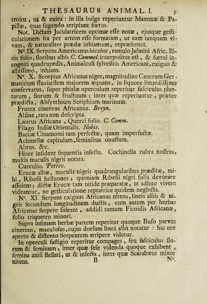 e THESAURUS ANIMAL. I. troitu , ut & exitu : in illa bulga reperiuntur Mammae & Pa¬ pillae, quas fugendo arripiunt foetus. Not. Didiam Jaculatricem optimae elTe notae , ejusque gefti- culationem ita per artem elTe formatam, ut eam tanquam vi¬ vam, & naturaliter praedae inhiantem, repraefentet. N°. IX. Serpens Americanus bicolor, ramulo Jafmini Afric. Ili¬ cis folio, floribus albis C. Commel. interpofitus eft , & foetui in¬ cogniti quadrupedis,Animalculi fylveitris Americani,exiguo & albillimo, inhians. N°. X. Scorpius Africanus niger,magnitudine Cancrum Ger¬ manicum fluviatilem majorem aequans, in liquore limpidiflimo confervatus, fuper phialae operculum reperitur fafciculus plan¬ tarum , florum & frudtuum ; inter quae reperiuntur , praeter praedifta, Abfynthium Seriphium marinum. Frutex cinereus Africanus. Breyn. AI fine, rara non defcripta. Laurus Africana , Querci folio. C. Comm. Filago Indiae Orientalis. Nobis. Baccae Cinamomi tam perfedlae, quam imperfediae. Achmellae capitulum,feminibus onuftum. Abrus. & c. Hisce infident fequentia infedla. multis maculis nigris notata. Cochinella rubra nofiras, Curculio. ‘Pettiv. Erucae albae, maculis nigris quadrangularibus praeditae, mi¬ hi , Ribefii helluones ; quoniam Rtbelii nigri folia devorare aflolent; didtae Erucae tam nitide praeparatae, ut adhuc vivere videantur, ne gefticulatione reptatrice quidem negledta. N°. XI. Serpens exiguus Africanus nitens, lineis albis & ni¬ gris fecundum longitudinem dudiis, cum autern pet herbas Africanas ferpere foleant, addidi ramum Ficoidis Africanae, folio triquetro minori. Supra infimam herbae partem reperitur quoque Bufo parvus cinereus, maculofus,cujus dorfum linea alba notatui . hic ore aperto & diftento Serpentem arripere videtur. In operculi fafligio reperitur compages, feu tafciculus flo¬ rum & feminum > inter quae fefe videnda quoque exhibent , femina anifi ftellati, ut & infedta, inter quae Scarabaeus minor nitens. e j