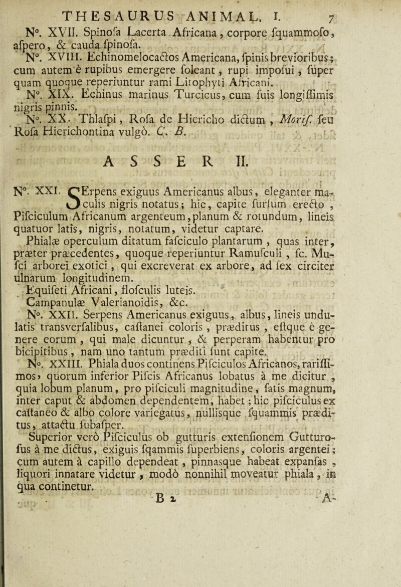 N°. XVII. Spinofa Lacerta Africana, corpore fquammofo, afpero, & cauda fpinofa. N°. XVIII. Echinomelocadtos Americana,fpinisbrevioribus; cum autem £ rupibus emergere foleant, rupi impofui, fuper quam quoque reperiuntur rami Litophyti Africani. N°. XIX. Echinus marinus Turcicus, cum fuis longiffimis nigris pinnis. N°. XX. Thlafpi, Rofa de Hiericho ditilum , Mortf. {zu Rofa Hierichontina vulgb. C. B. ASSER II. \j * . Iv v • . Jr;/ d * # . * 11 . ' ‘i % / 1 j . i + . „ • 1 t 5 r N°. XXI. QErpens exiguus Americanus albus, eleganter ma- Oculis nigris notatus; hic, capite furium erecto , - Pifciculum Africanum argenteum,planum & rotundum, lineis quatuor latis, nigris, notatum, videtur captare. Phialae operculum ditatum fafciculo plantarum , quas inter, praeter praecedentes, quoque reperiuntur Ramufculi, fc. Mu- fci arborei exotici, qui excreverat ex arbore, ad fex circiter ulnarum longitudinem. Equifeti Africani, flofculis luteis. Campanulae Valerianoidis, &c. N°. XXII. Serpens Americanus exiguus, albus, lineis undu¬ latis transverfalibus, caflanei coloris, praeditus , eftque 6 ge¬ nere eorum , qui male dicuntur , & perperam habentur pro bicipitibus, nam uno tantum praediti iunt capite. N°. XXIII. Phiala duos continens Pifciculos Africanos, rariffi- mos> quorum inferior Pifcis Africanus lobatus st me dicitur , quia lobum planum, pro pifciculi magnitudine, fatis magnum, inter caput & abdomen dependentem, habet; hic pifciculusex caltaneo & albo colore variegatus, nullisque fquammis praedi¬ tus, attatdu i ubafper. Superior vero Pifciculus ob gutturis extenfionem Gutturo- fus a me di&us, exiguis fqammis fuperbiens, coloris argentei; cum autem si capillo dependeat, pinnasque habeat expanfas , liquori innatare videtur , modd nonnihil moveatur phiala , ia qua continetur.
