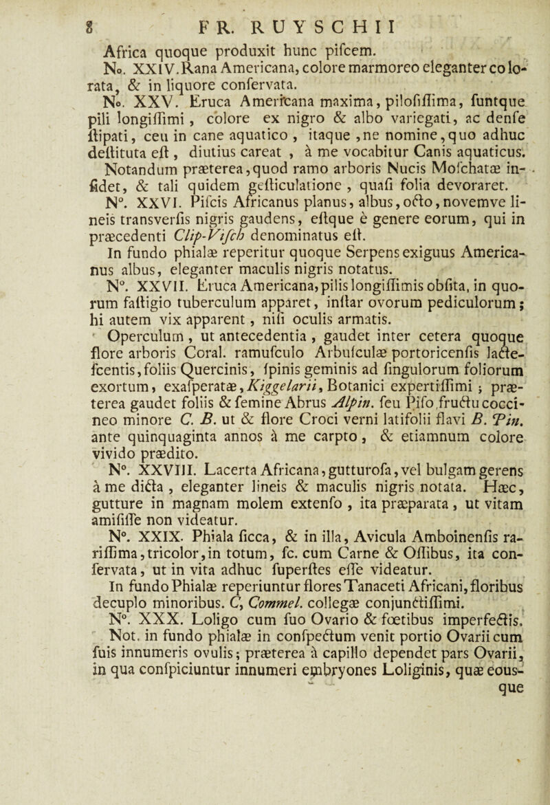 Africa quoque produxit hunc pifcem. No. XXIV. Rana Americana, colore marmoreo eleganter colo¬ rata, & in liquore confervata. No. XXV. Eruca Americana maxima, pilofiflima, funtque pili longiflimi , colore ex nigro & albo variegati, ac denfe flipati, ceu in cane aquatico , itaque ,ne nomine,quo adhuc defiituta eft , diutius careat , a me vocabitur Canis aquaticus. Notandum praeterea,quod ramo arboris Nucis Mofchatae in- - fidet, & tali quidem gefliculatione , quafi folia devoraret. N°. XXVI. Pifcis Africanus planus, albus,ofto,novemve li¬ neis transverfis nigris gaudens, eftque e genere eorum, qui in praecedenti Clip-Vifch denominatus efl. In fundo phialae reperitur quoque Serpens exiguus America¬ nus albus, eleganter maculis nigris notatus. N°. XXVII. Eruca Americana, pilis longillimisobfita, in quo¬ rum faltigio tuberculum apparet, inltar ovorum pediculorum; hi autem vix apparent, nili oculis armatis. ■ Operculum , ut antecedentia , gaudet inter cetera quoque flore arboris Coral. ramufculo Arbulculae portoricenfis lacfe- fcentis,foliis Quercinis, Ipinis geminis ad fingulorum foliorum exortum» exafperatae,, Botanici expertrflimi; prae- terea gaudet foliis & femine Abrus ALpin. feu flifo.frudtu cocci¬ neo minore C. B. ut & flore Croci verni latifolii flavi B.!Tin. ante quinquaginta annos it me carpto, & etiamnum colore vivido praedito. N°. XXVIII. Lacerta Africana, gutturofa, vel bulgam gerens a me difla , eleganter lineis & maculis nigris notata. Haec, gutture in magnam molem extenfo , ita praeparata , ut vitam amififle non videatur. N°. XXIX. Phiala ficca, & in illa. Avicula Amboinenfis ra- rifI5ma,tricolor,in totum, fc. cum Carne & Oflibus, ita con¬ fervata , ut in vita adhuc fuperftes efle videatur. In fundo Phialae reperiuntur flores Tanaceti Africani, floribus decuplo minoribus. C, Commel. collegae conjundiflimi. N°. XXX. Loligo cum fuo Ovario & foetibus imperfedis. Not. in fundo phialae in confpedum venit portio Ovarii cum fuis innumeris ovulis; praeterea it capillo dependet pars Ovarii, in qua confpiciuntur innumeri embryones Loliginis, quaeeous- “ que