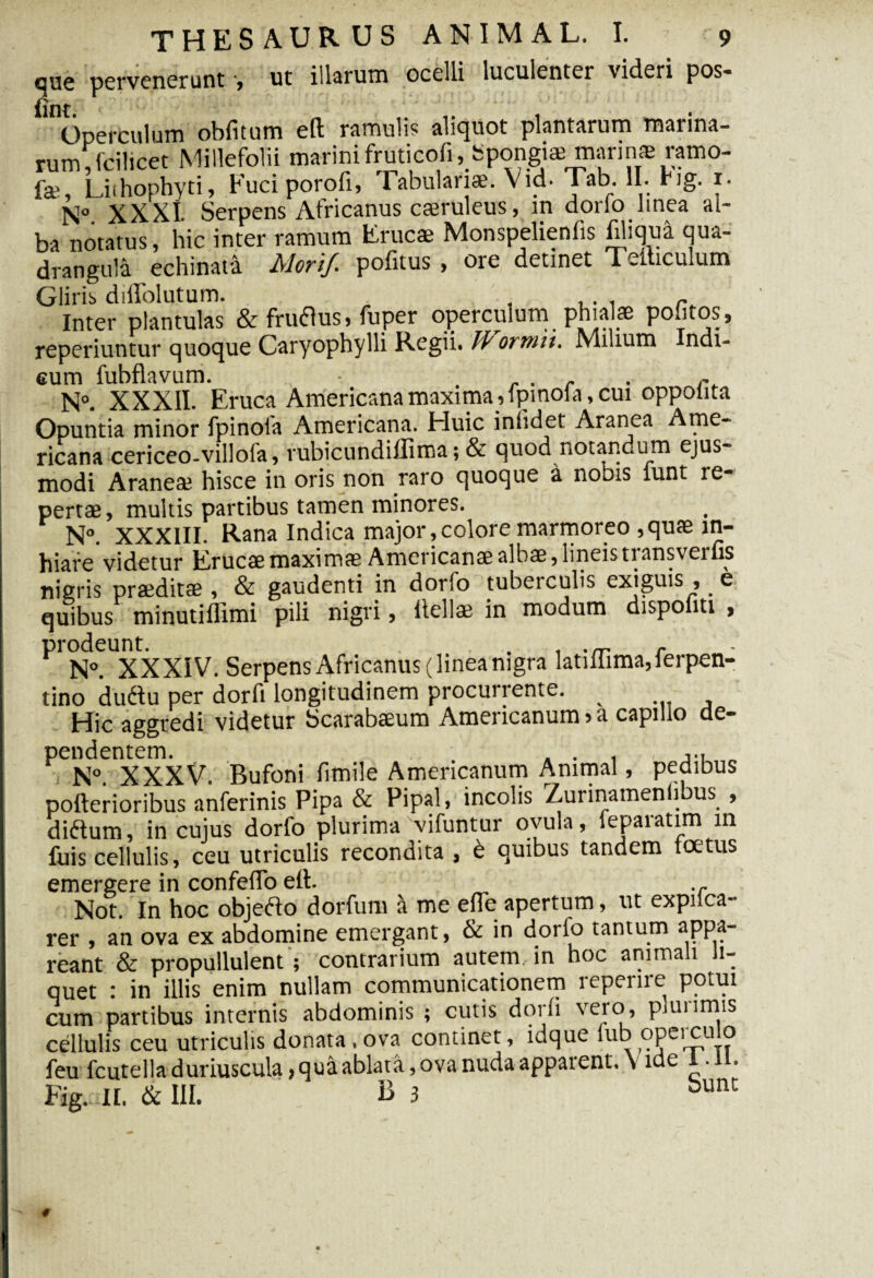 que pervenerunt •, ut illarum ocelli luculenter videri pos- Operfculum obfitum eft ramulis aliquot plantarum marina¬ rum Acilicet Millefolii marini fruticofi, Spongia; manna ramo- fa, Liihophyti, Fuci porofi, rabulanae. \ id. Tab. II. Hg. 1. N° XXXI Serpens Africanus caeruleus, in dorlo linea al¬ ba notatus, hic inter ramum Eruca Monspelienfis Eliqua qua¬ drangula echinata Mori/, pofitus , ore detinet T eibculum Gliris diffolutum. - Inter plantulas & fruflus, fuper operculum phiala politos, reperiuntur quoque Caryophylli Regii. IVorwii. .Milium ndi- cum fubflavum. , . r - N°. XXXII. Eruca Americana maxima _,fpmol a, cui oppolita Opuntia minor fpinola Americana. Eluic iniidet Aranea Ame¬ ricana cericeo-villofa, rubicundiflima; & quod notandum ejus¬ modi Aranea hisce in oris non raro quoque a nobis iunt re¬ perta, multis partibus tamen minores. N°. XXXIII. Rana Indica major,colore marmoreo ,qua in¬ hiare videtur Eruca maxima Americana alba, lineis transvenis nigris pradita , & gaudenti in dorlo tubeiculis exiguis , e quibus minutiflimi pili nigri, llella in modum dispoliti , prodeunt. . , r N°. XXXIV. Serpens Africanus (linea nigra latiihma,lerpen- tino dudiu per dorfi longitudinem procurrente. _ Hic aggredi videtur Scarabaum Americanum > a capillo de¬ pendentem. . . , JM N°. XXXV. Bufoni fimile Americanum Animal, pedibus pofterioribus anferinis Pipa & Pipal, incolis Zurinamenlibus , diftum, in cujus dorfo plurima vifuntur ovula, feparatim in fuis cellulis, ceu utriculis recondita , & quibus tandem toetus emergere in confelfo ell. Not. In hoc objefto dorfunt it me efle apertum, ut explica¬ rer , an ova ex abdomine emergant, & in dorlo tantum appa¬ reant & propullulent ; contrarium autem, in hoc animali li¬ quet : in illis enim nullam communicationem reperire potui cum partibus internis abdominis ; cutis dorfi vero, piunmis cellulis ceu utriculis donata, ova continet, idque lub operculo feu fcutelladuriuscula,quaablata,ovanudaapparent. vide 1.11. Fig. II. & III. B j bunc