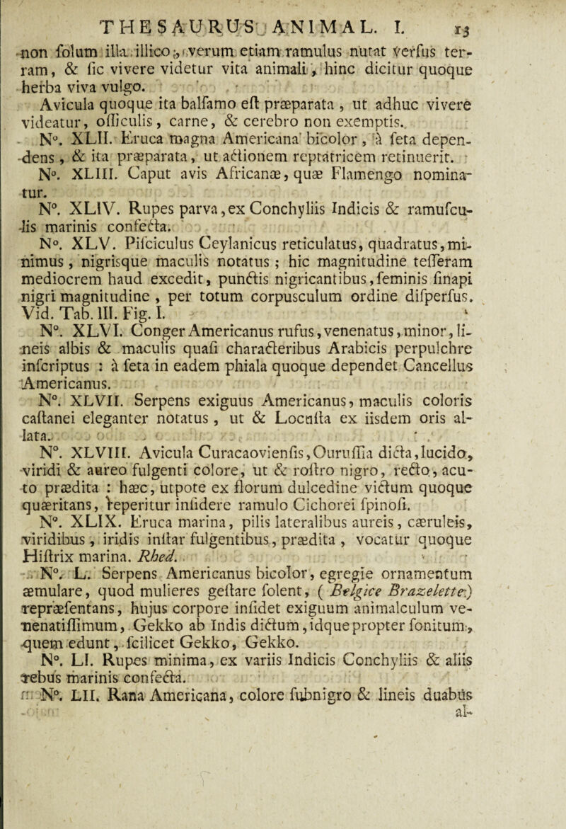 non folum illa, illico;, verum etiam ramulus nutat verfus ter¬ ram, & lic vivere videtur vita animali , hinc dicitur quoque herba viva vulgo. Avicula quoque ita balfamo elt praeparata , ut adhuc vivere videatur, officulis, carne, & cerebro non exemptis., N°. XLII. Eruca magna Americana bicolor, a feta depen¬ dens , & ita praeparata, ut adionem reptatricem retinuerit. N°. XLIII. Caput avis Africanae, quae Flamengo nominan¬ tur. N°. XL1V. Rupes parva,ex Conchyliis Indicis & ramufcu- -lis marinis confeda. ' N°. XLV. Pilciculus Ceylanicus reticulatus, quadratus,mi¬ nimus , nigrisque maculis notatus; hic magnitudine teheram mediocrem haud excedit, pundis nigricantibus,feminis finapi nigri magnitudine , per totum corpusculum ordine difperfus. Vid.Tab.lII. Fig.I. - N°. XLVI. Conger Americanus rufus, venenatus, minor, li¬ neis albis & maculis quali charaderibus Arabicis perpulchro infcriptus : <\ feta in eadem phiala quoque dependet Cancellus Americanus. N°. XLVII. Serpens exiguus Americanus, maculis coloris caftanei eleganter notatus, ut & Localia ex iisdem oris al¬ lata. : . ■ , N°. XLVIII. Avicula Curacaovienfis,Ouruffia dida,lucida, viridi & aureo fulgenti colore, ut & rollro nigro, redo, acu¬ to praedita : haec, utpote ex florum dulcedine vidum quoque quaeritans, Yeperitur inlidere ramulo Cichorei fpinofi. N°. XLIX. Eruca marina, pilis lateralibus aureis, caeruleis, viridibus, iridis inllar fulgentibus, praedita , vocatur quoque Hiltrix marina. Rhed. N°. L. Serpens Americanus bicolor, egregie ornamentum aemulare, quod mulieres geltare folent, ( B-elgice Brazelettex) repraefentans, hujus corpore inlidet exiguum animalculum ve- ■nenatiffimum, Gekko ab Indis didum,idquepropter fonitum:, quem edunt, fcilicet Gekko, Gekko. N°. Ll. Rupes minima, ex variis Indicis Conchyliis & aliis trebus marinis confeda. n: N°. LII. Rana Americana, colore fubnigro & lineis duabus -• ; al»